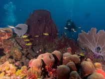 diver exploring reef