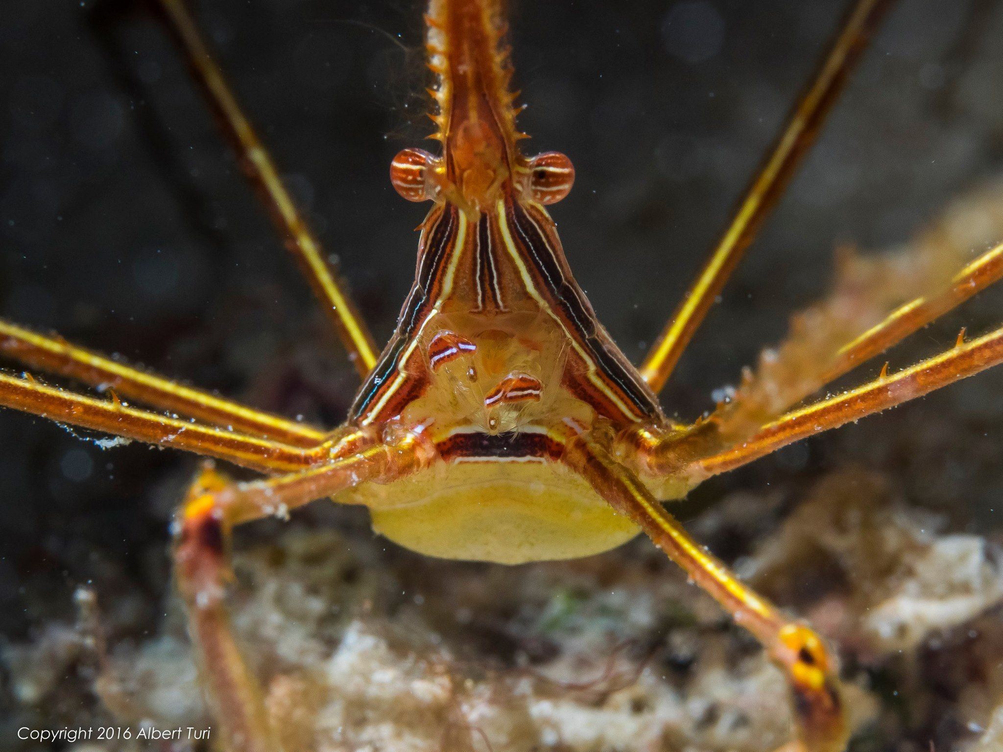 reef shrimp close up