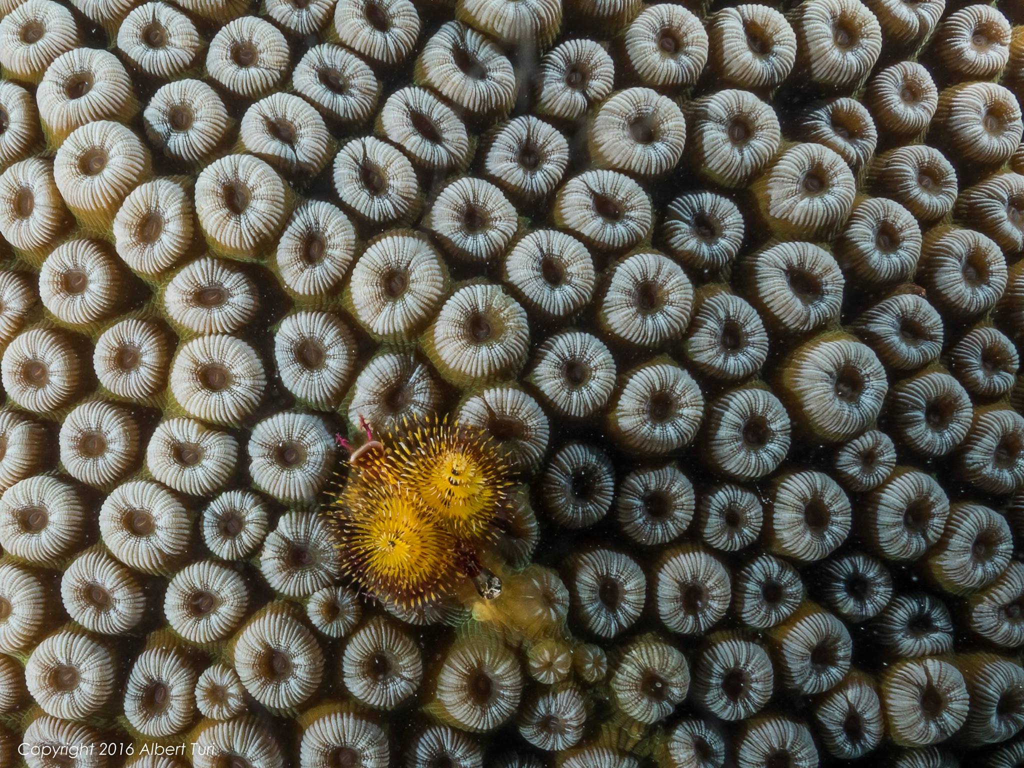 bubble coral