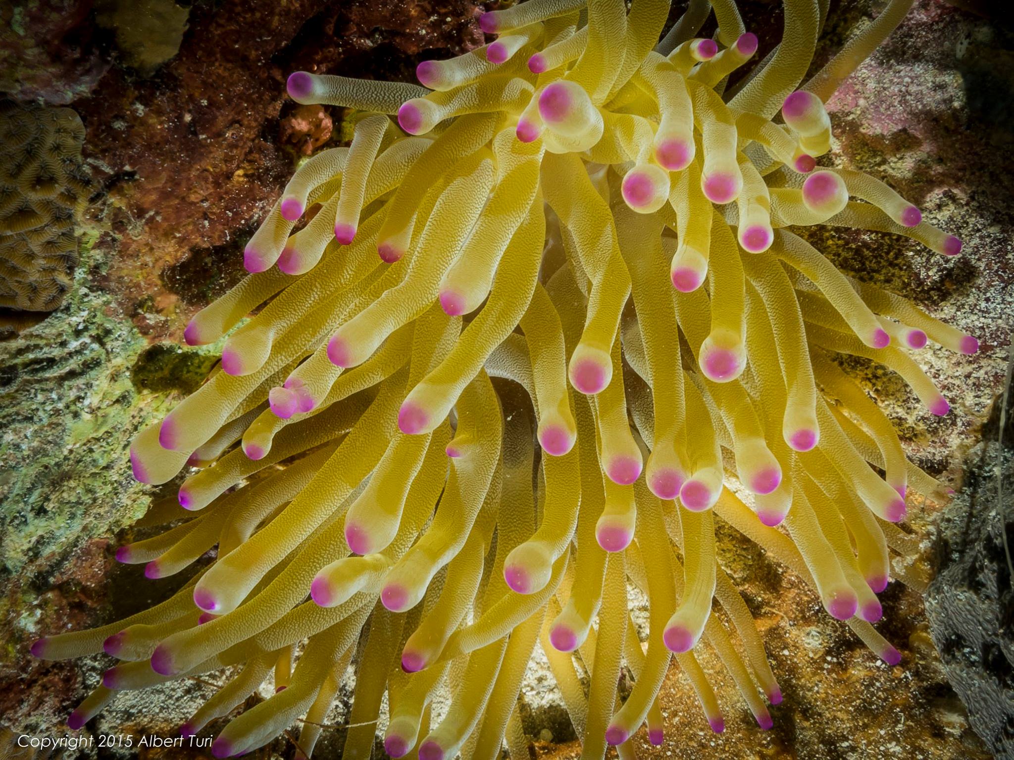 yellow and pink anemone