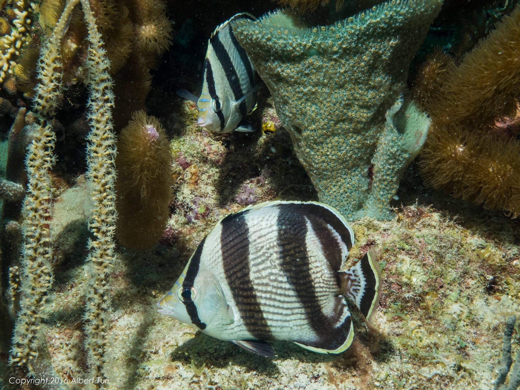 Banded Butterflyfish couple