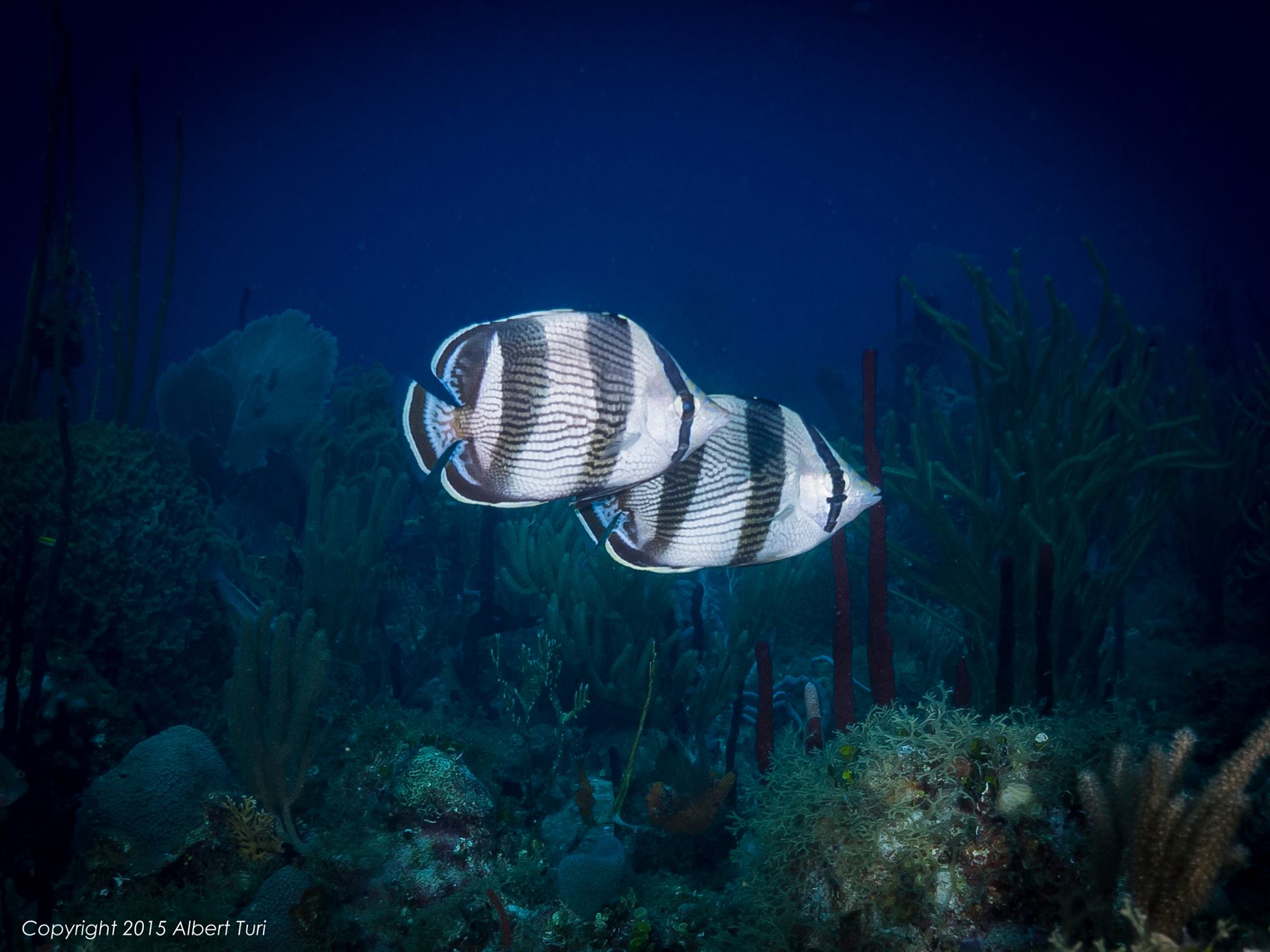 two banded butterfly fish