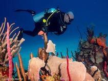 diver with corals