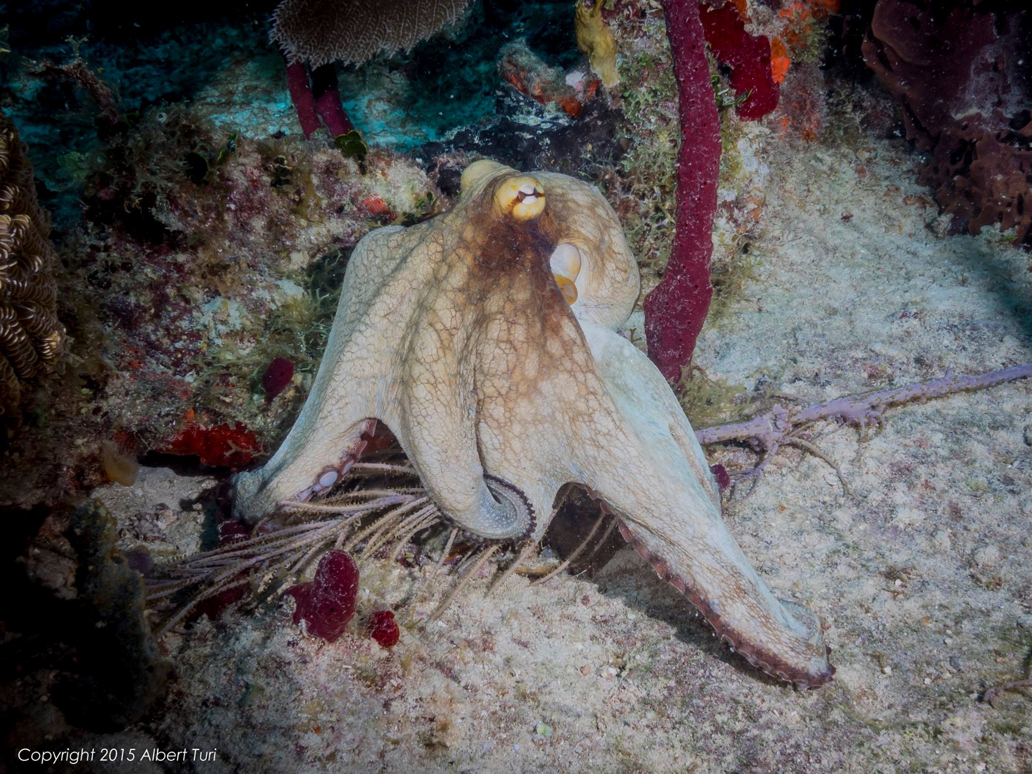 octopus on sand