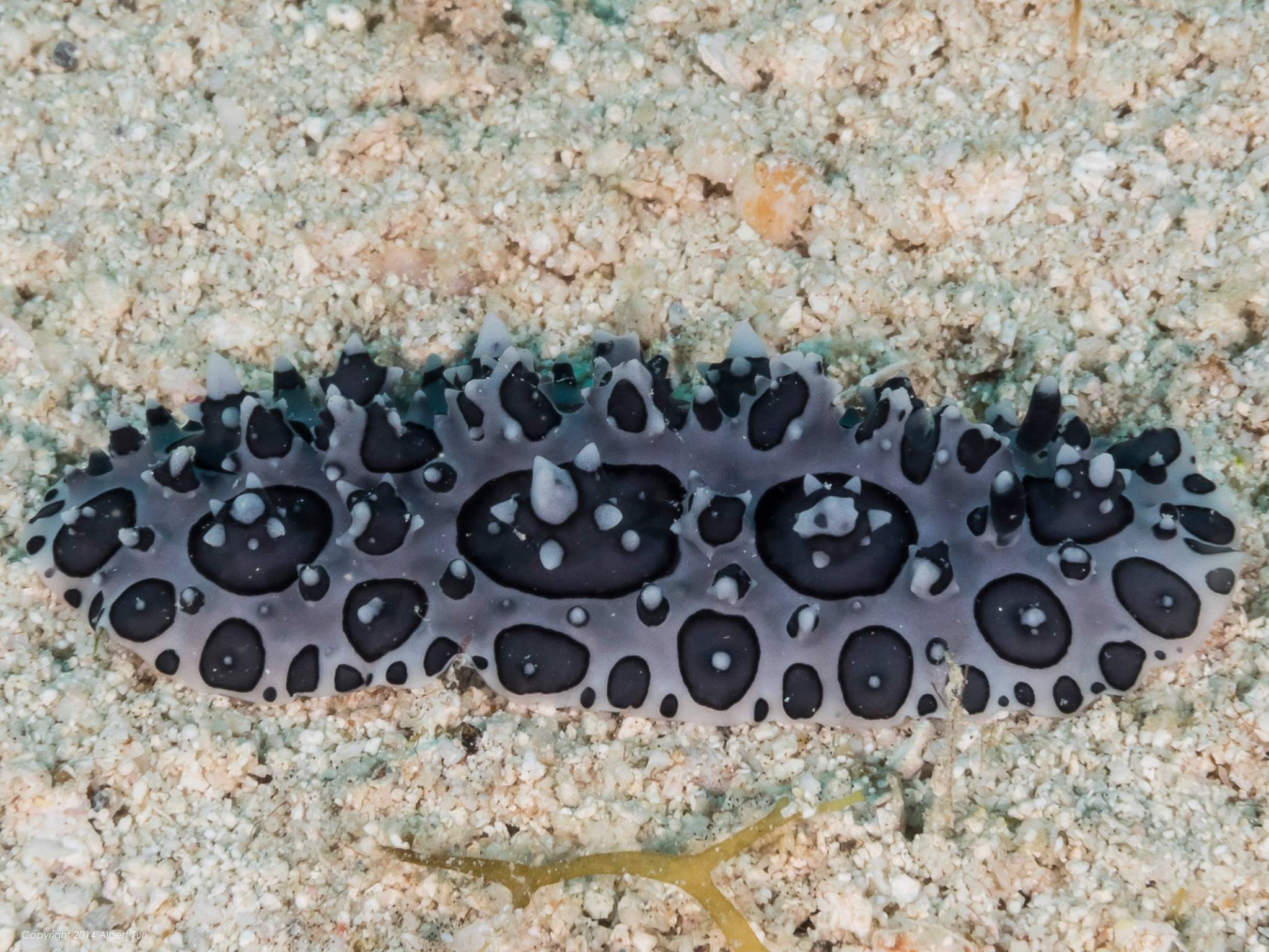 black spotted sea slug