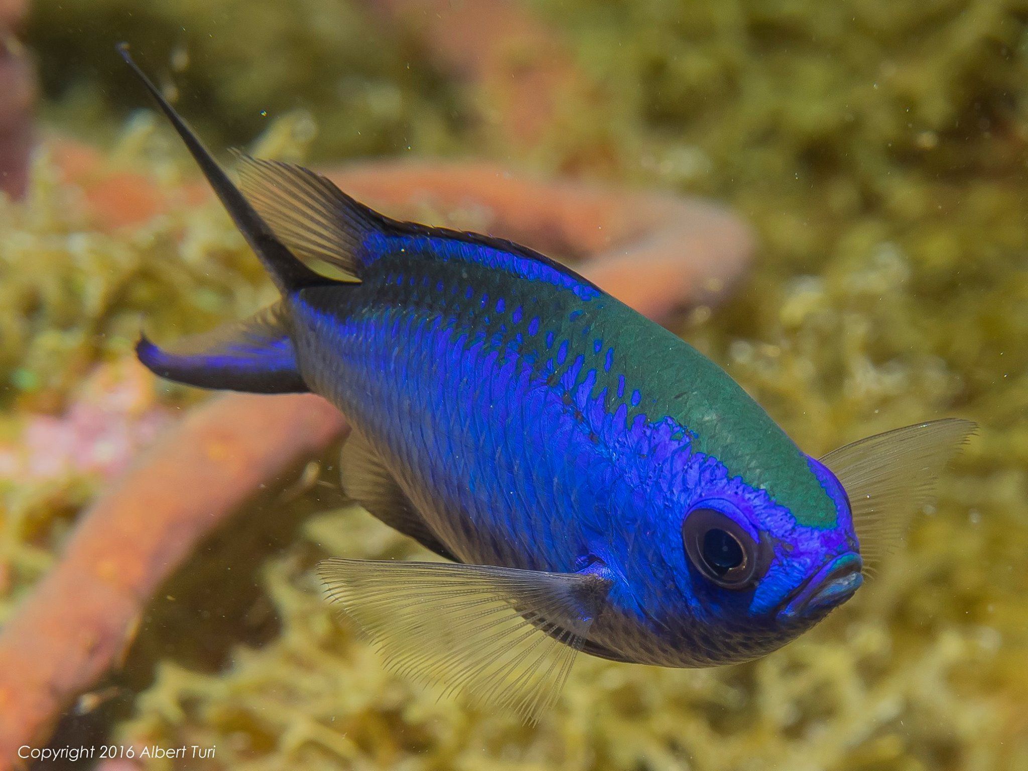 blue and black fish