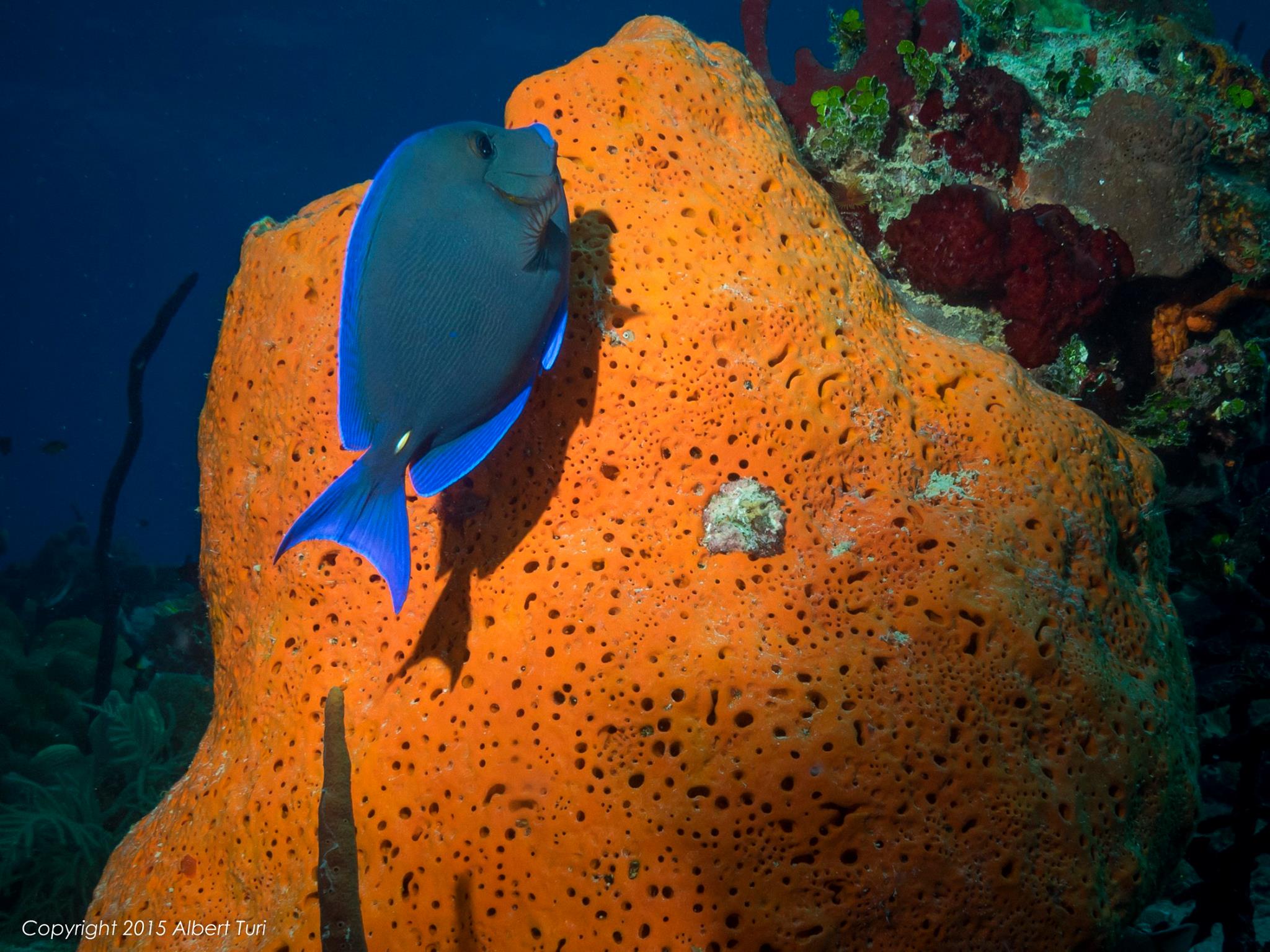 blue tang fish and orange coral