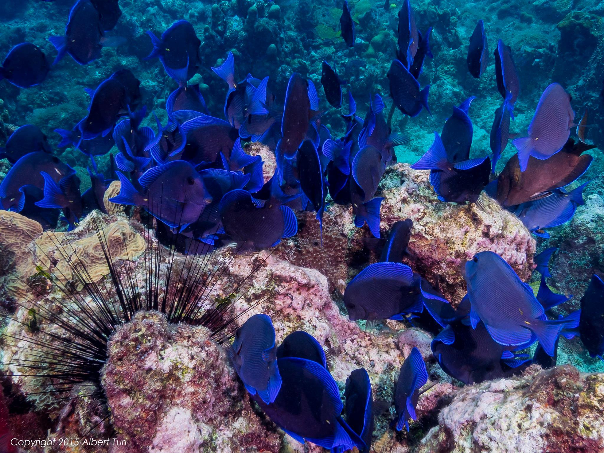 school of Blue Tang and Sea Urchin