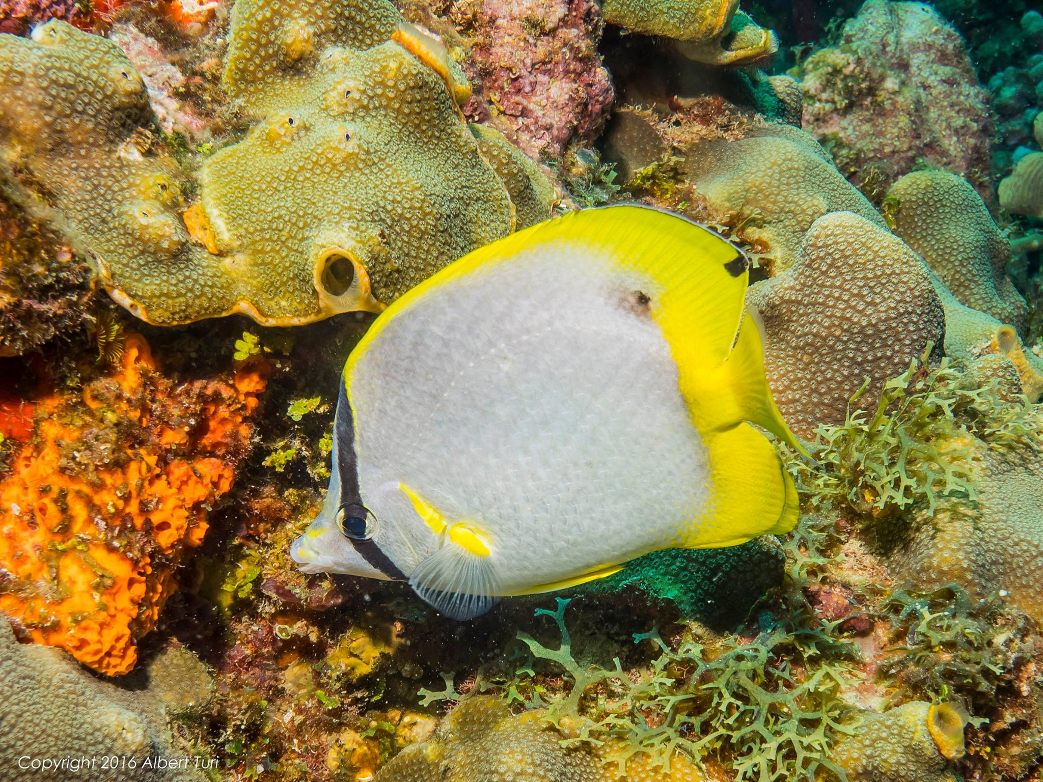 small butterflyfish