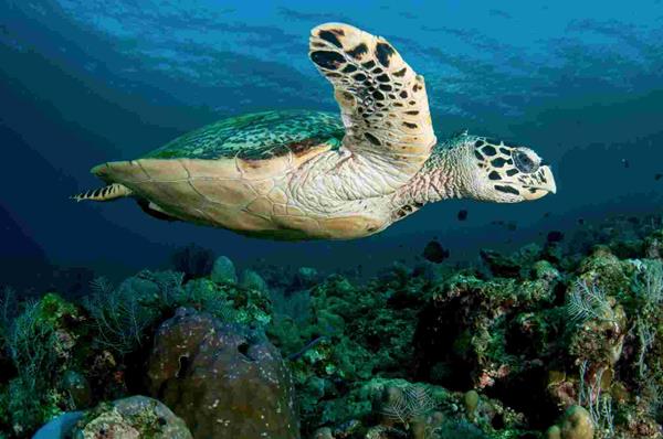 Carey Sea Turtle