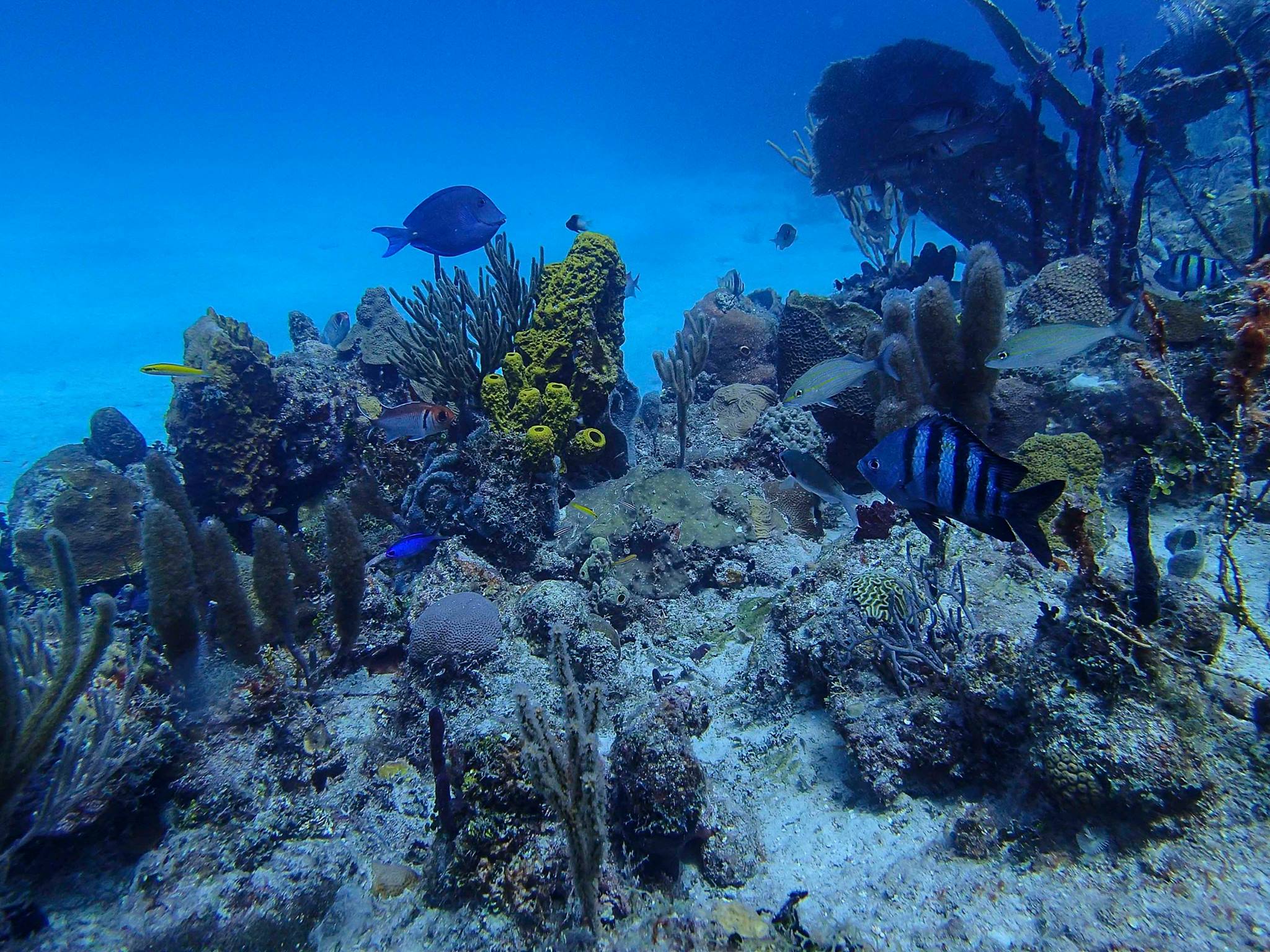 reef at Catalinita Island