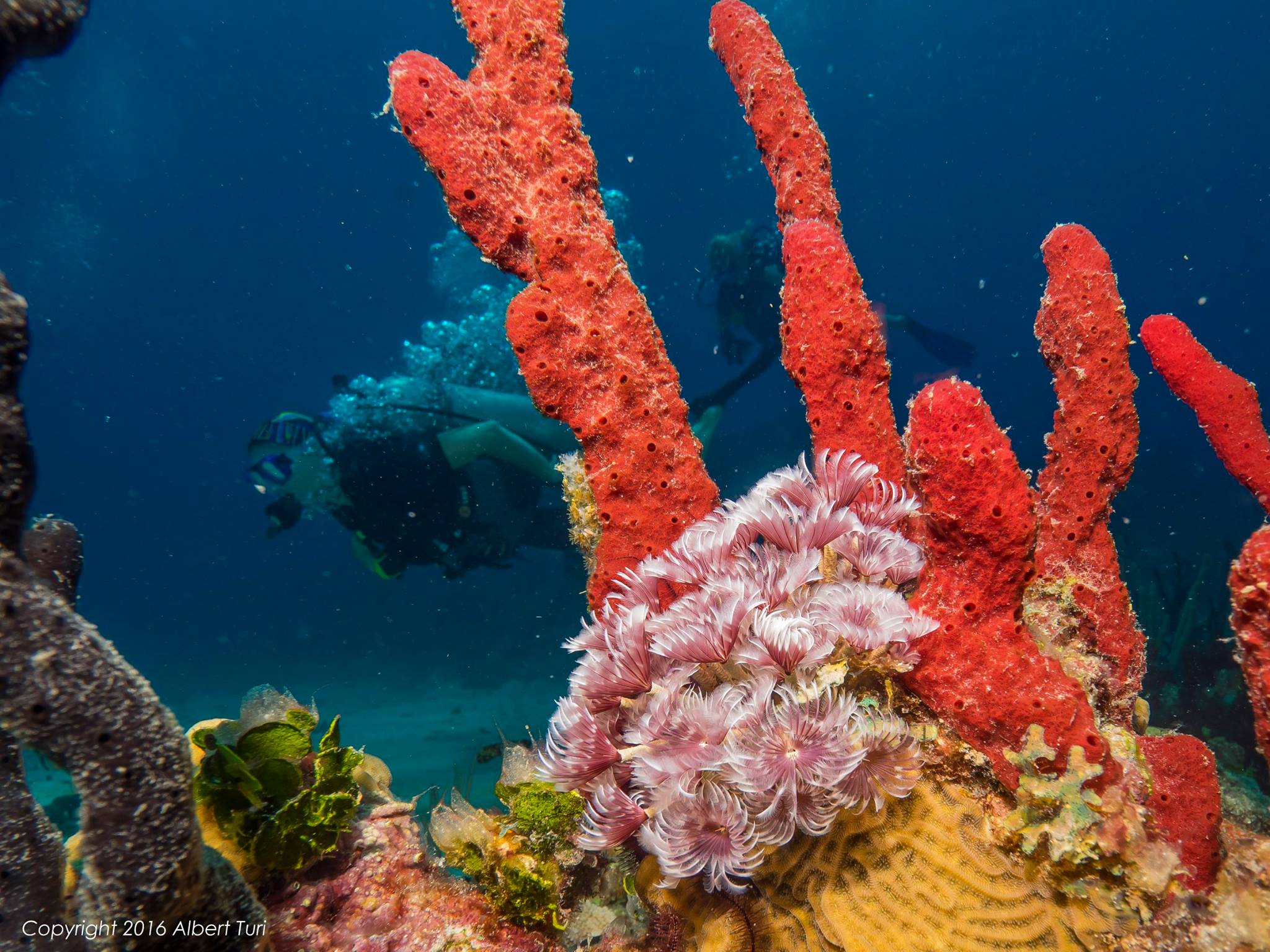 corals and diver