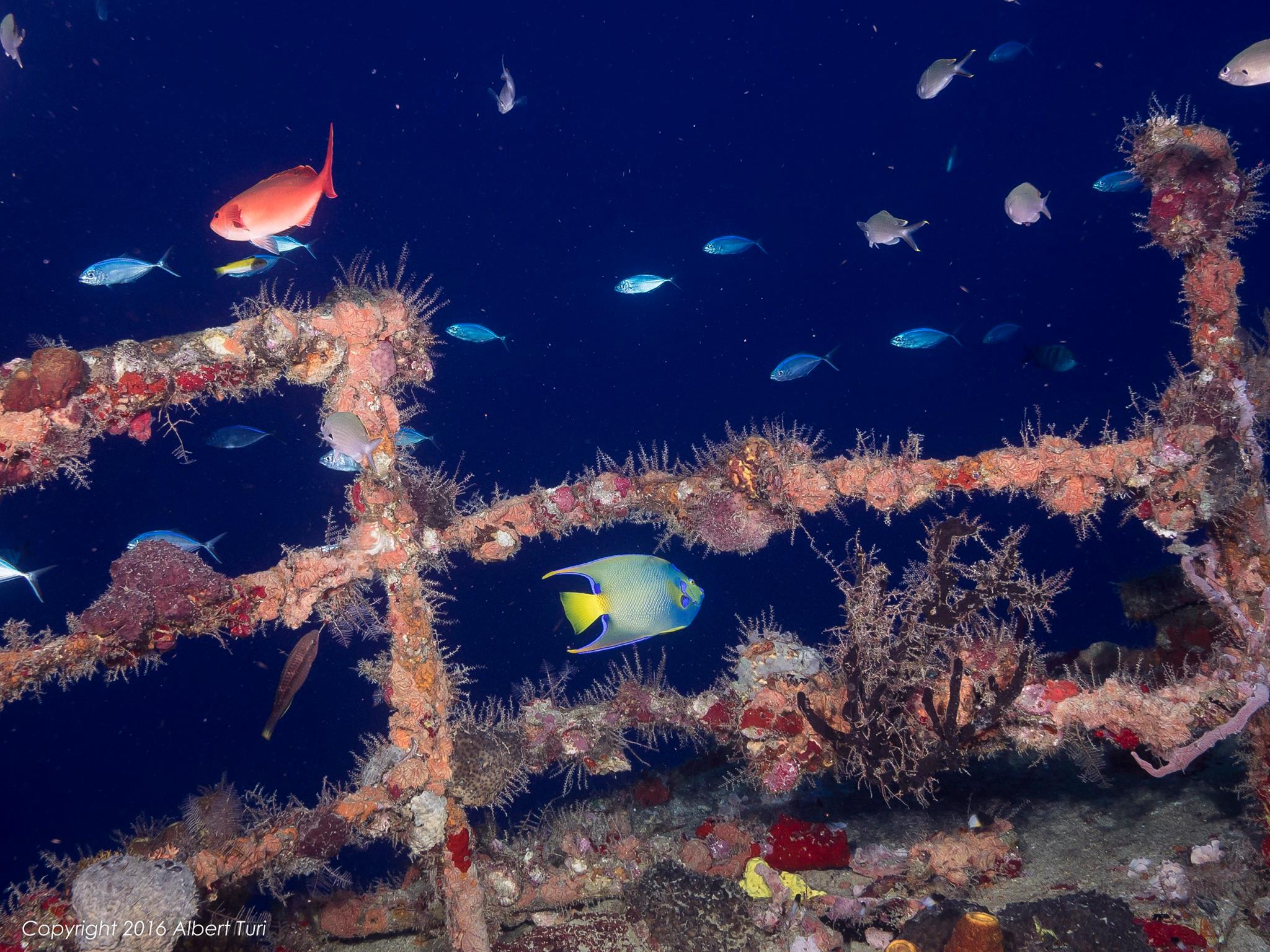 colorful fish on corals wreck