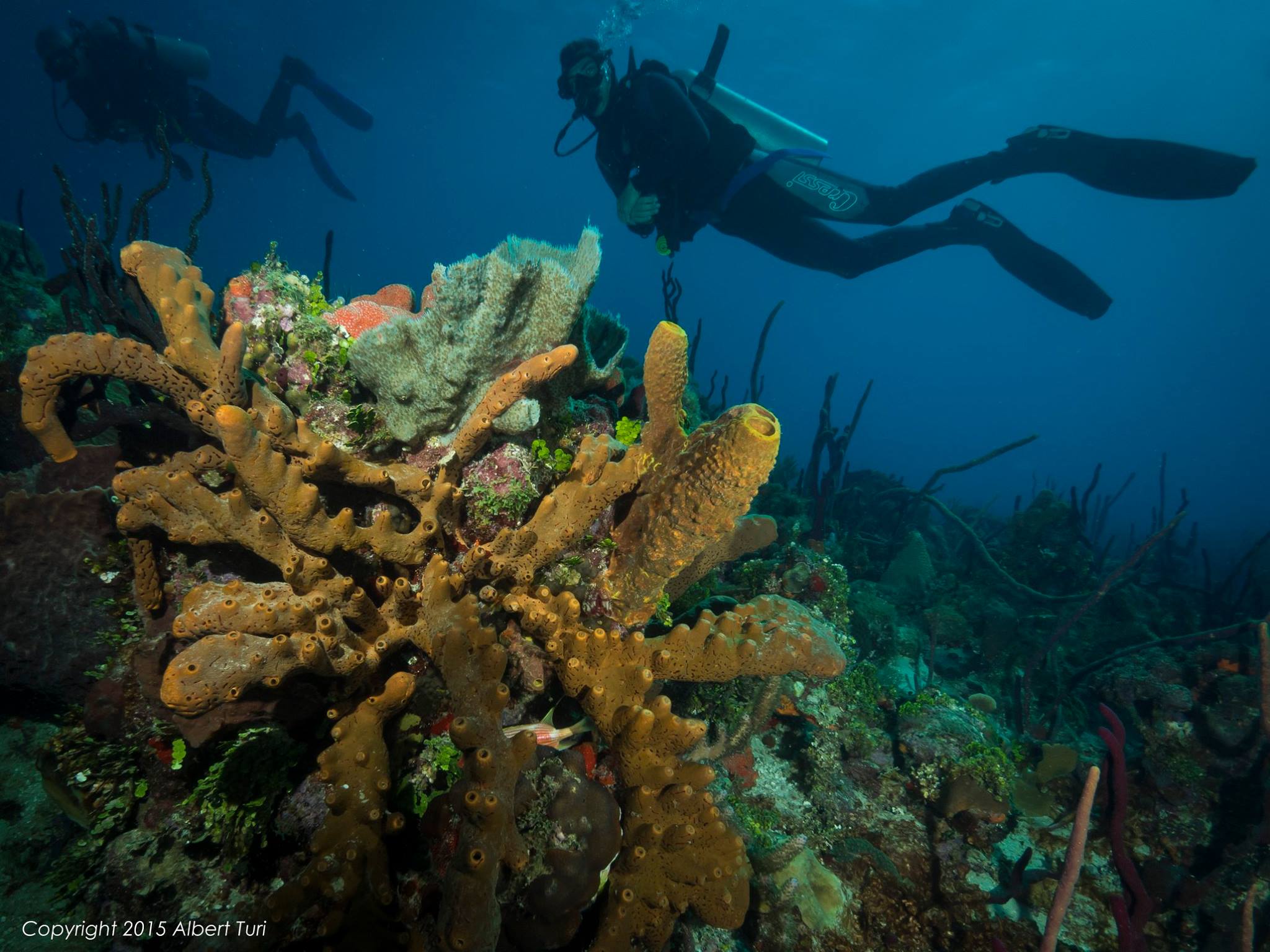 corals with diver in the background