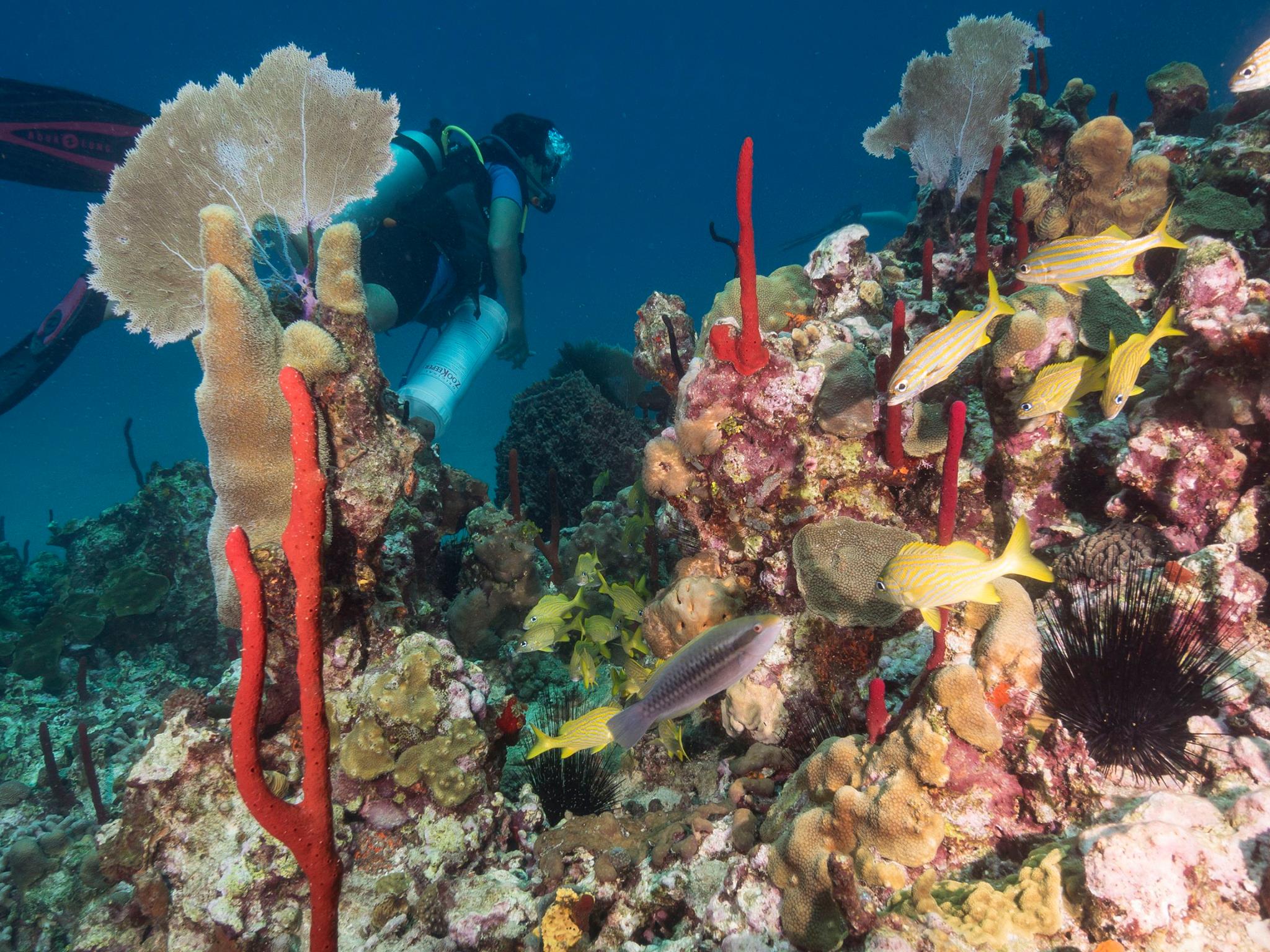 corals on reef