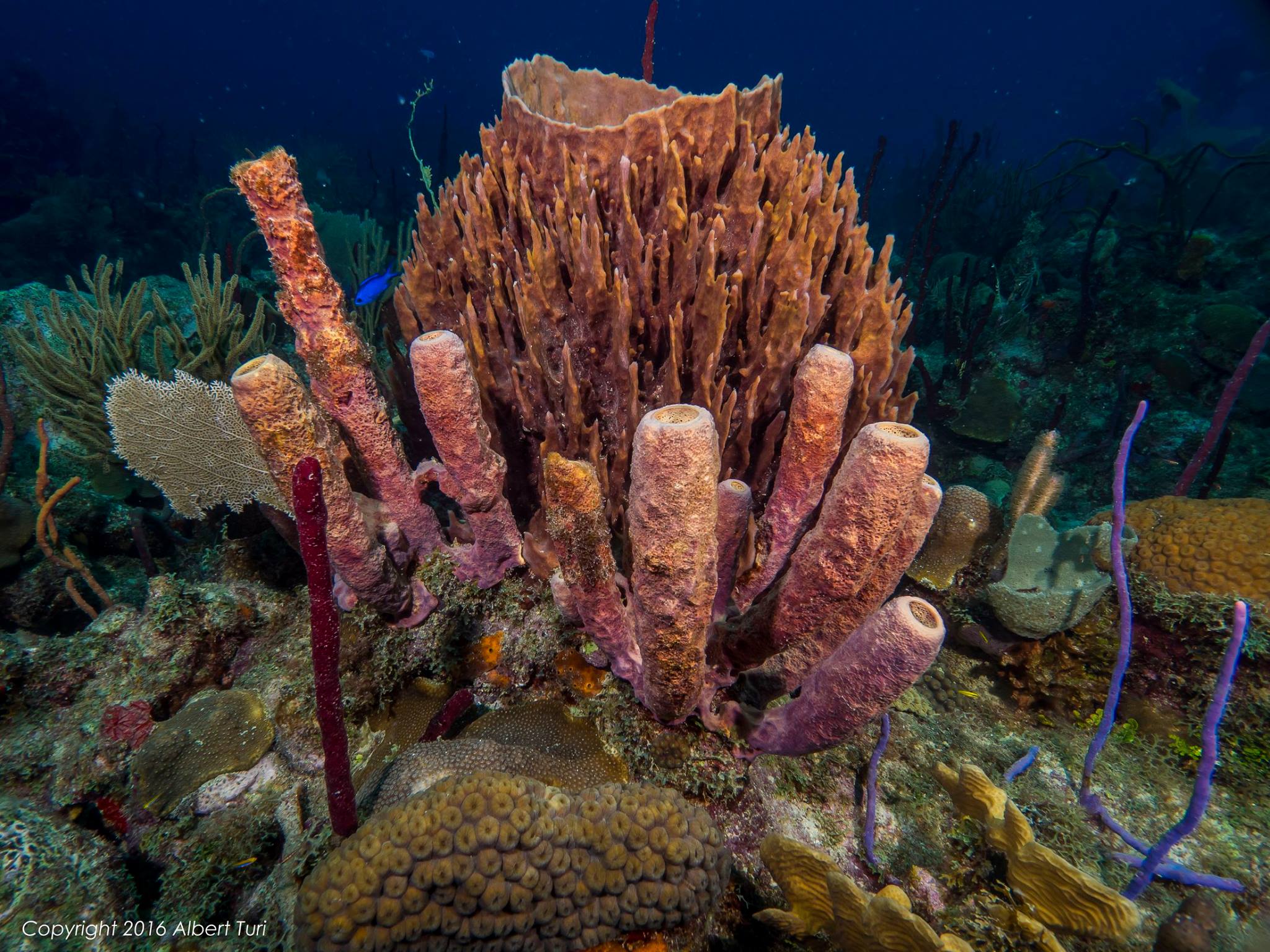 colorful corals