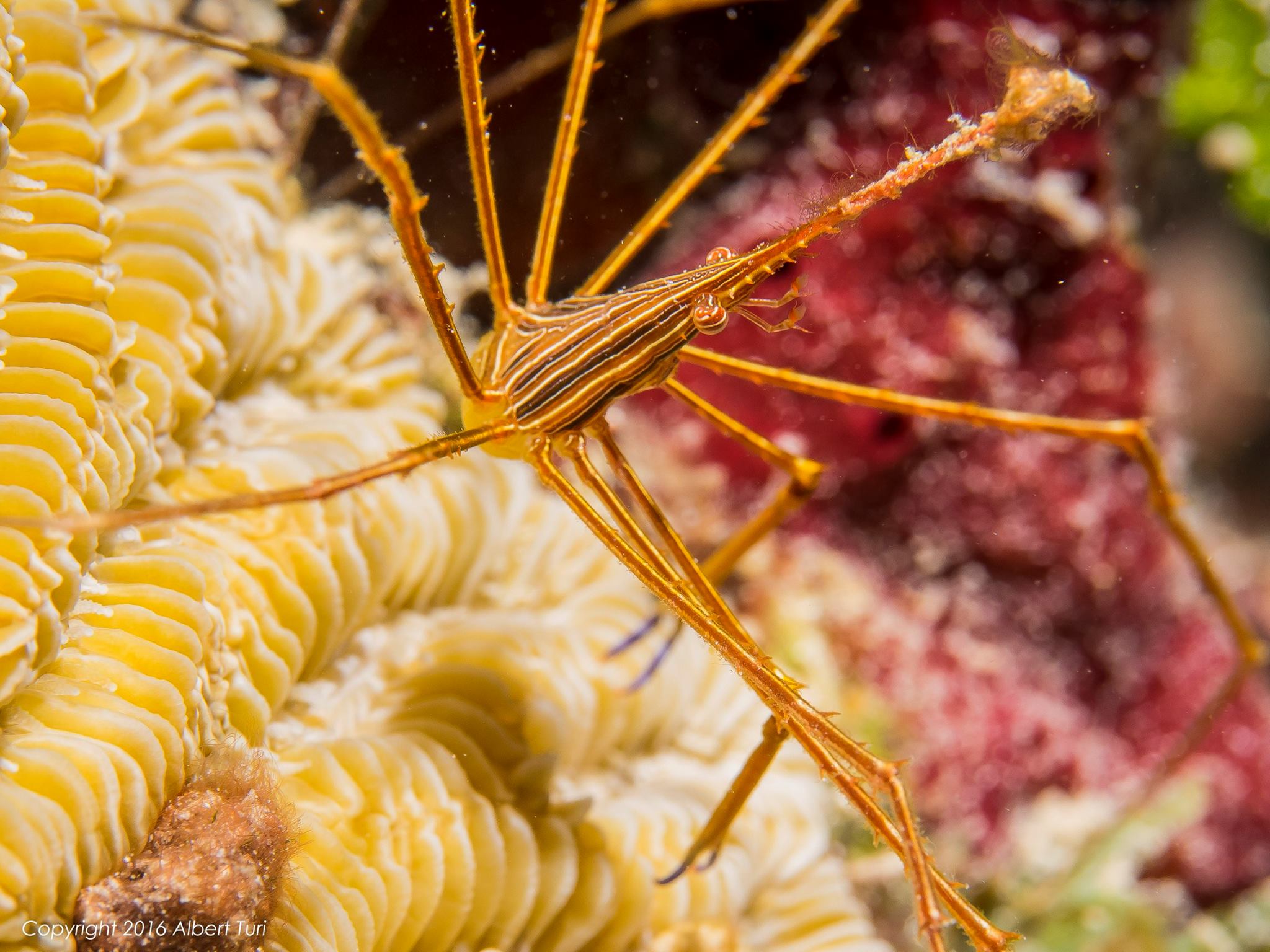 orange coral shrimp on reef