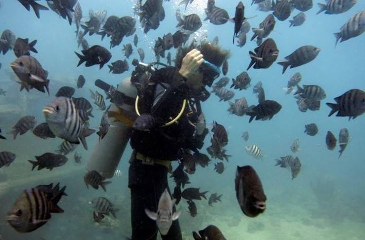 diver surrounded by fish
