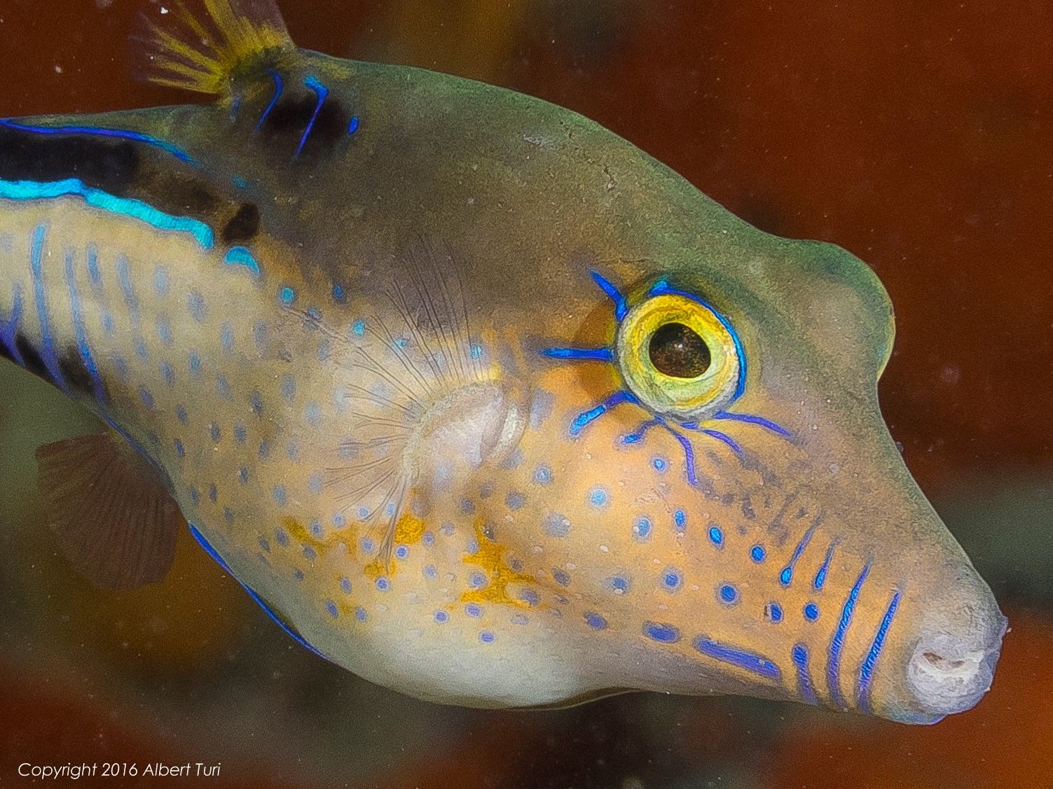 Filefish beautiful color