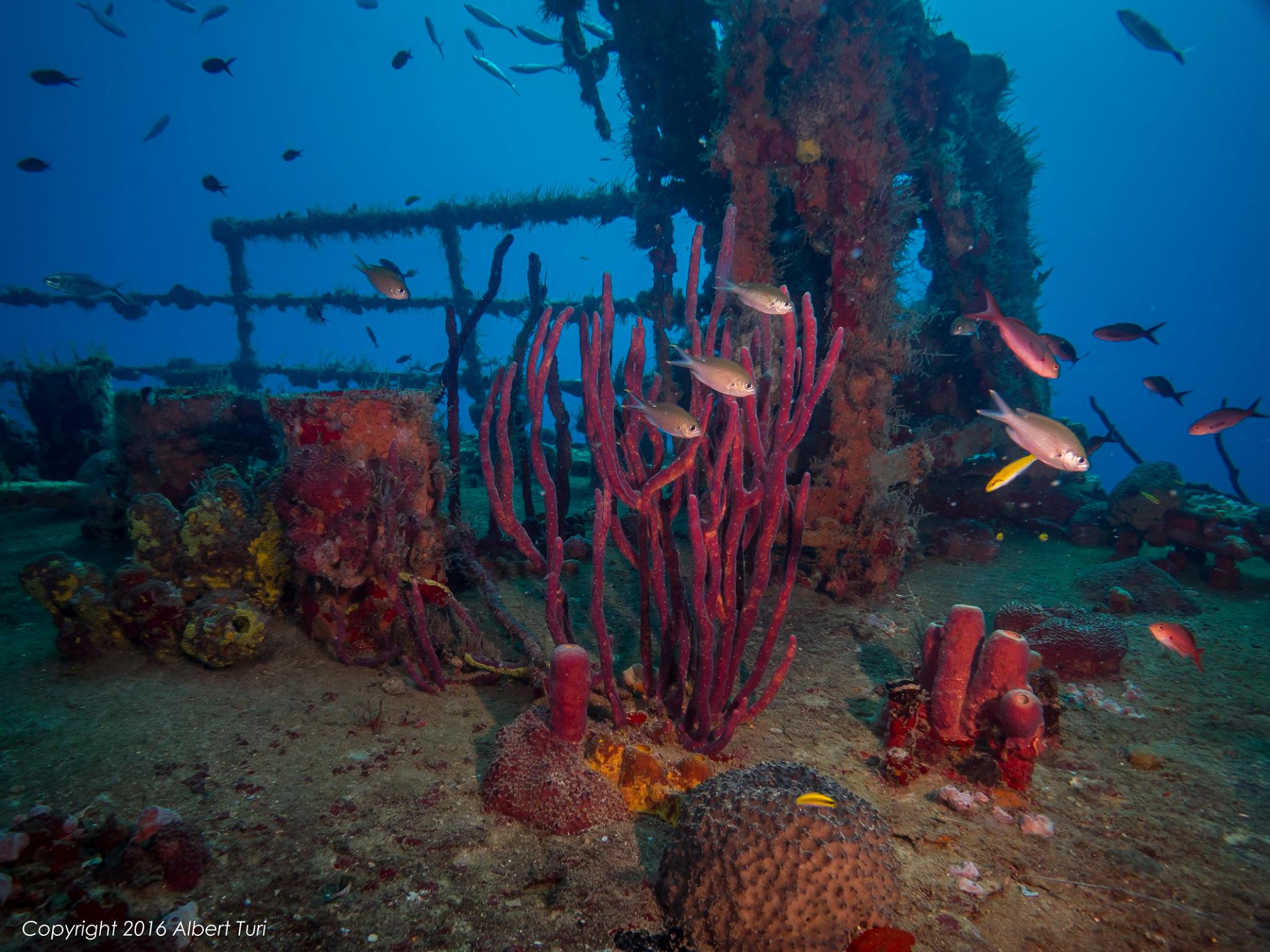 fish and corals on wreck