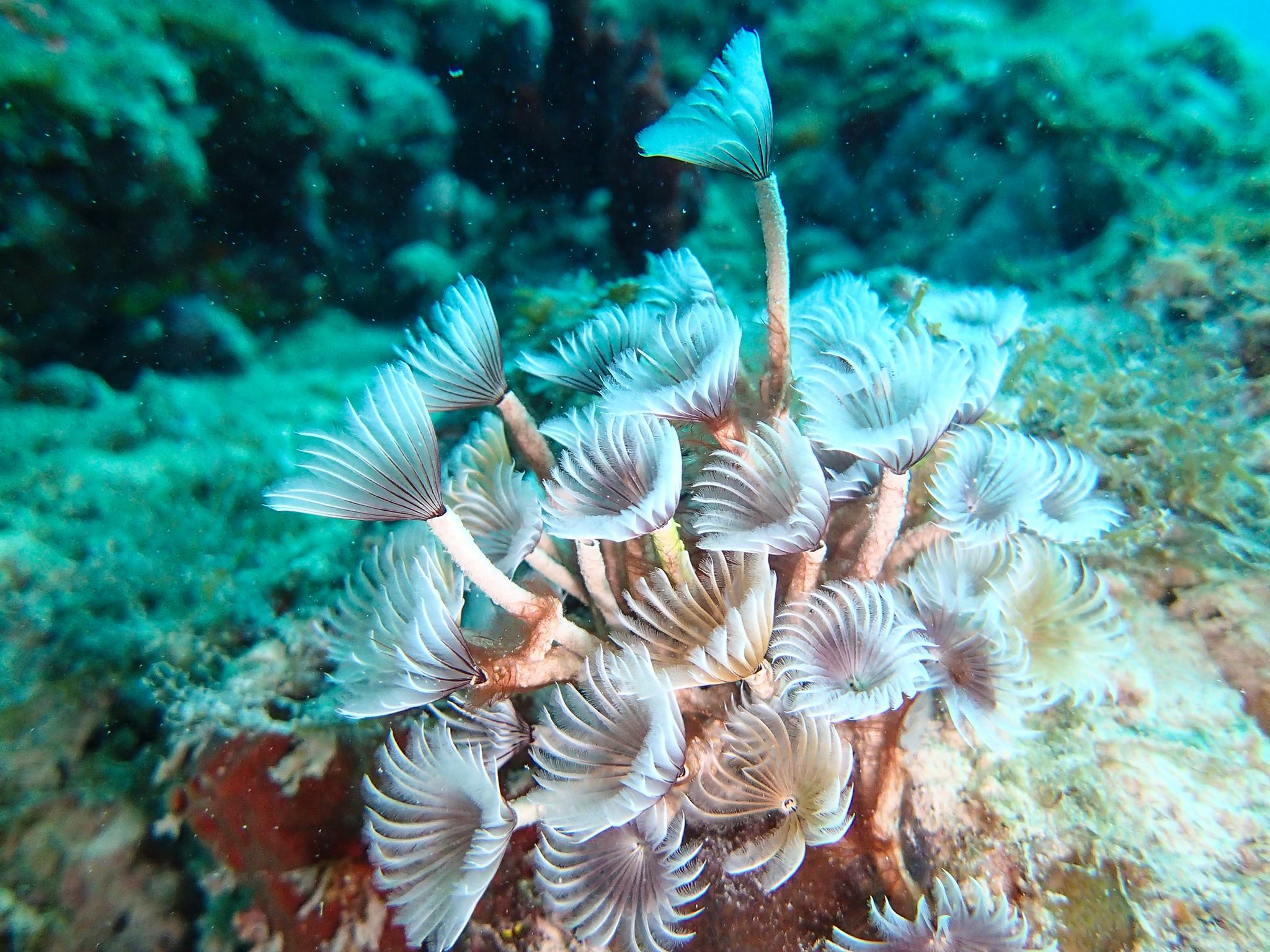 white flower coral