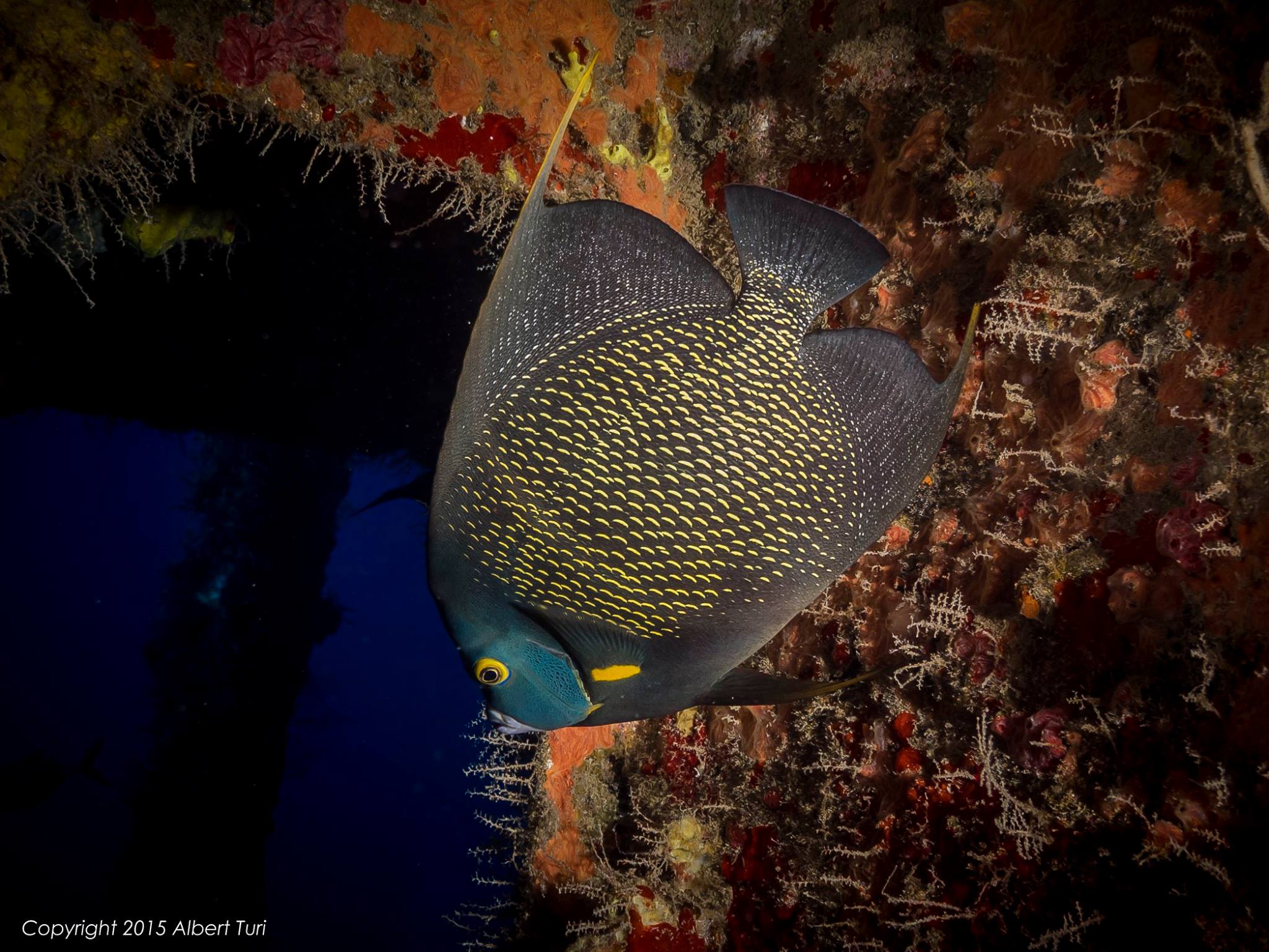 French Angelfish