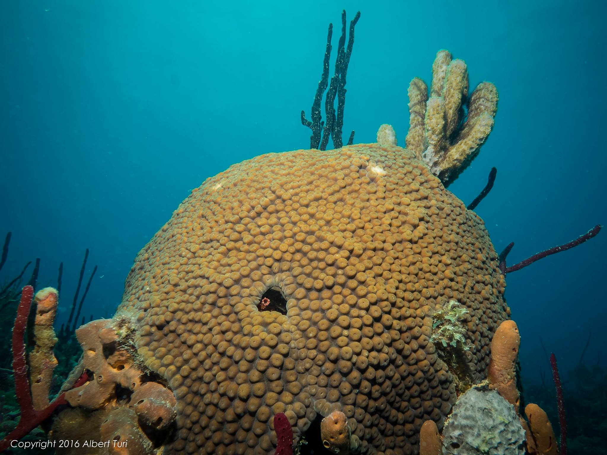 huge coral and sponges