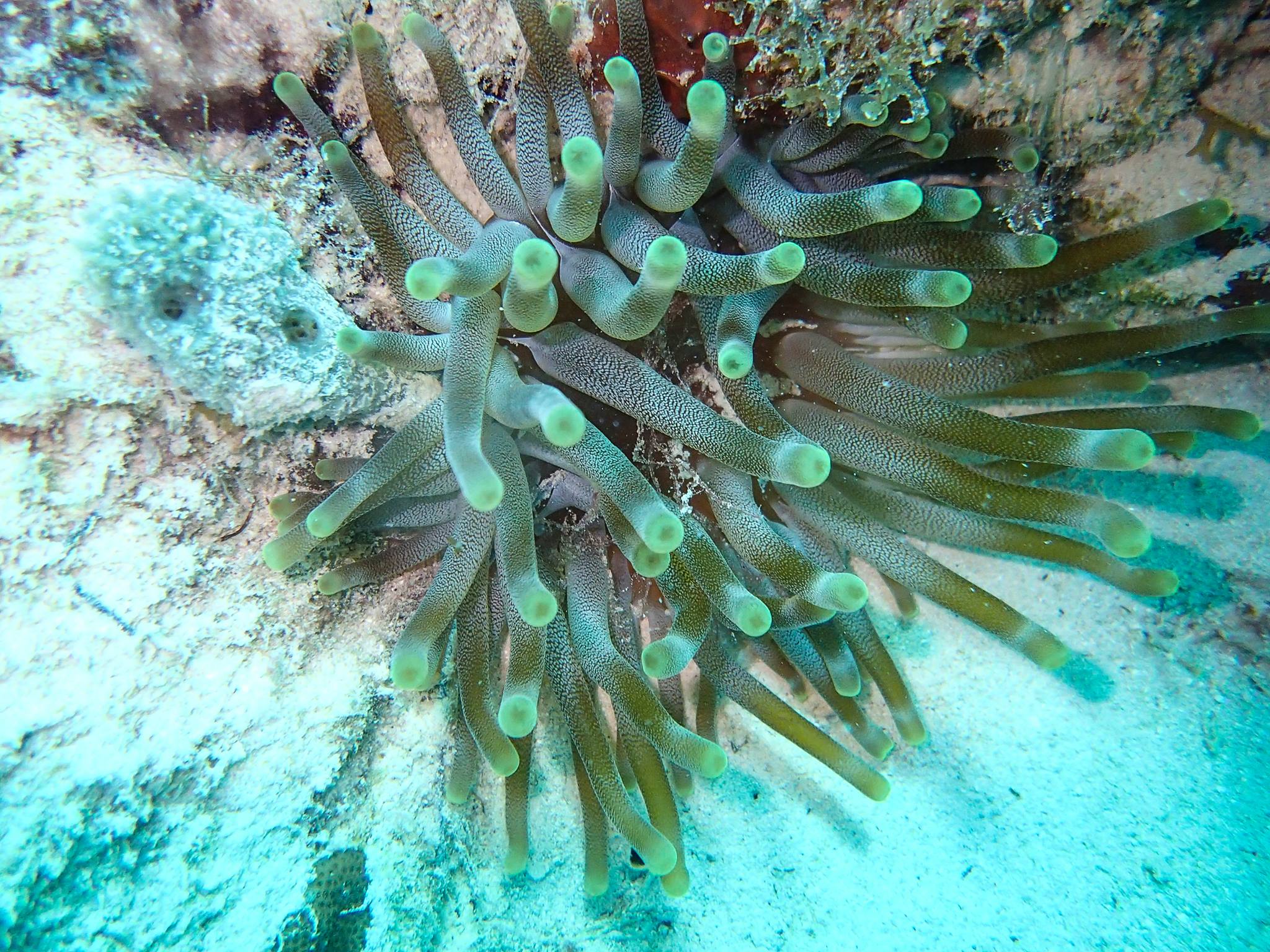 green point anemone