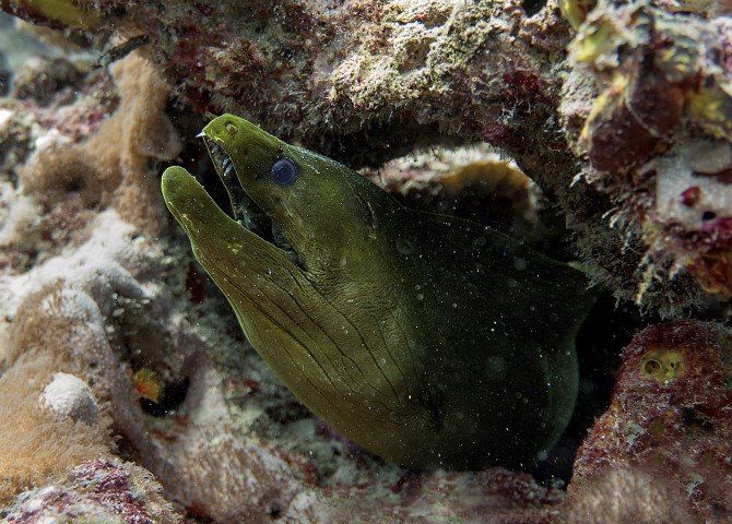 green moray eel in hole