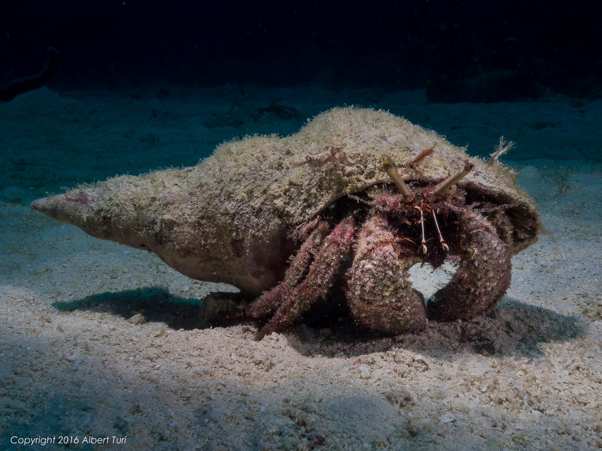 hermit crab on sea bed
