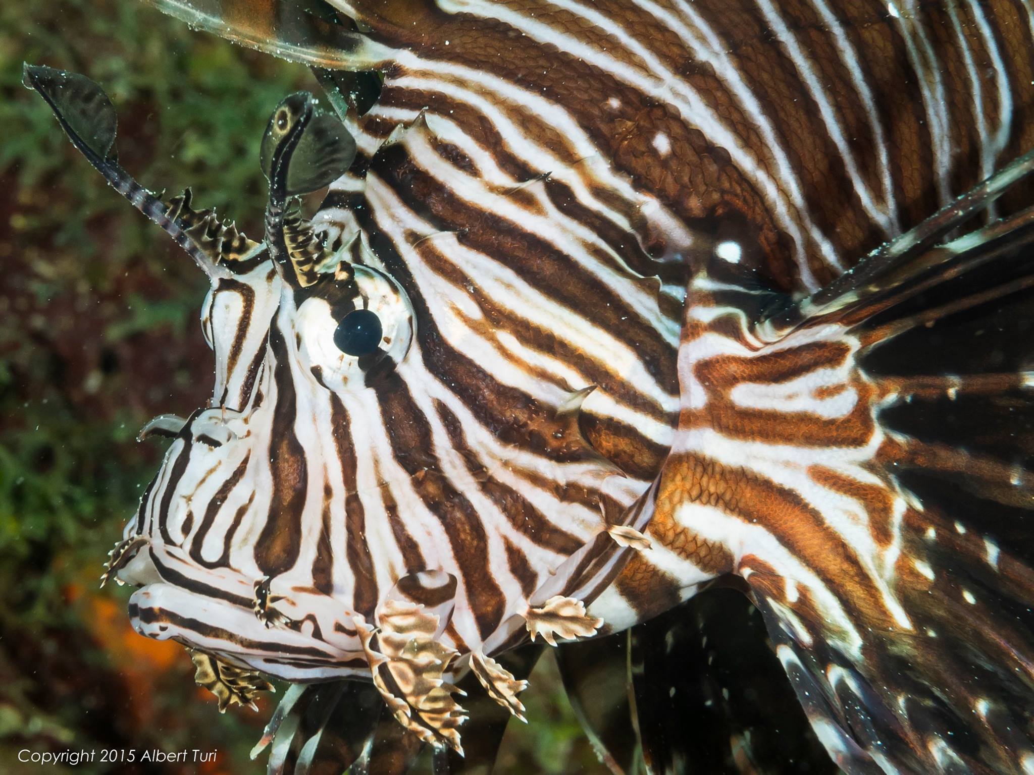 Lionfish close up