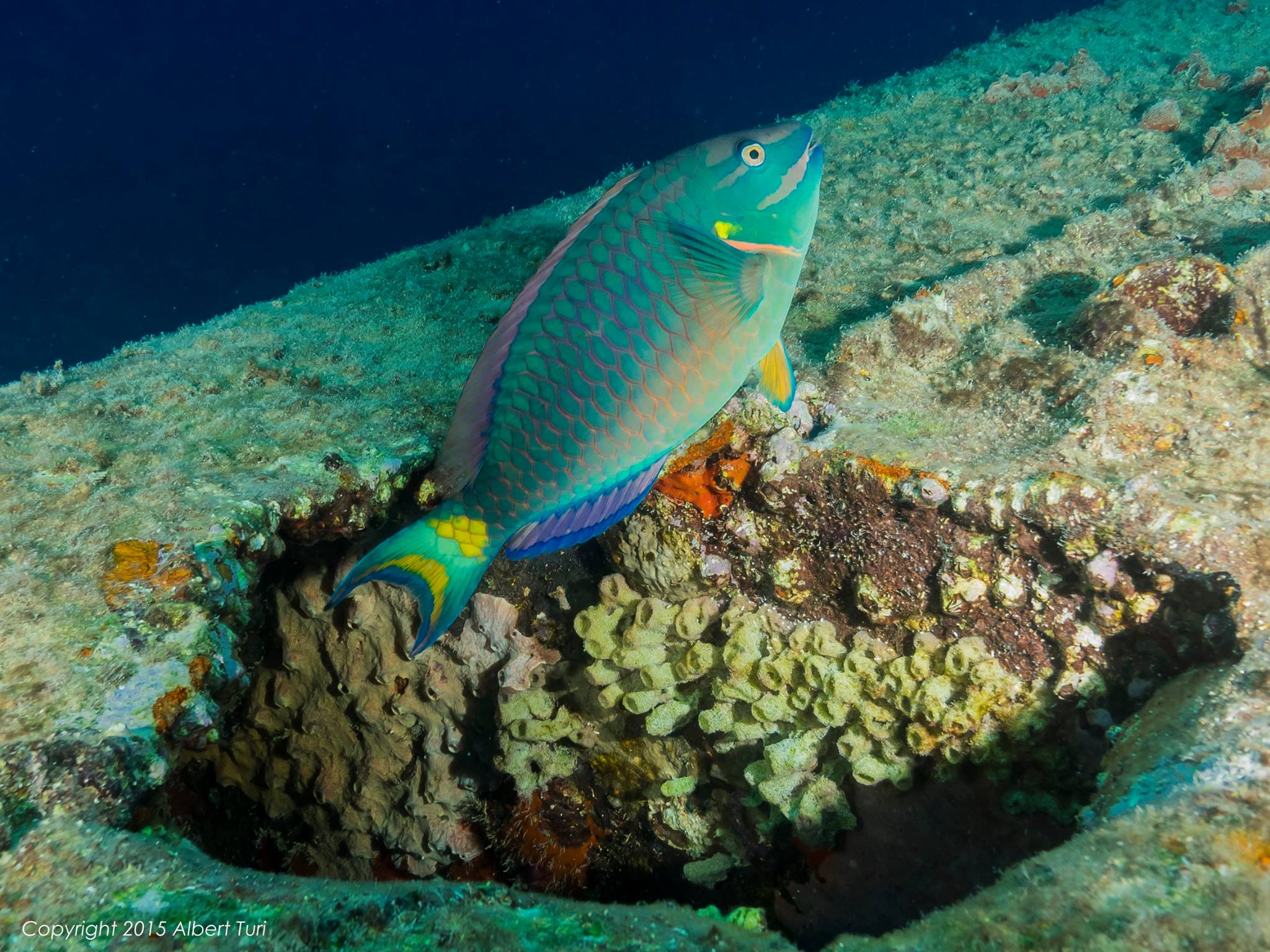 colorful Parrot fish