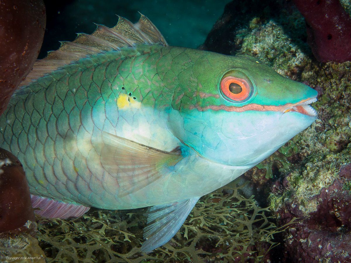parrotfish close up