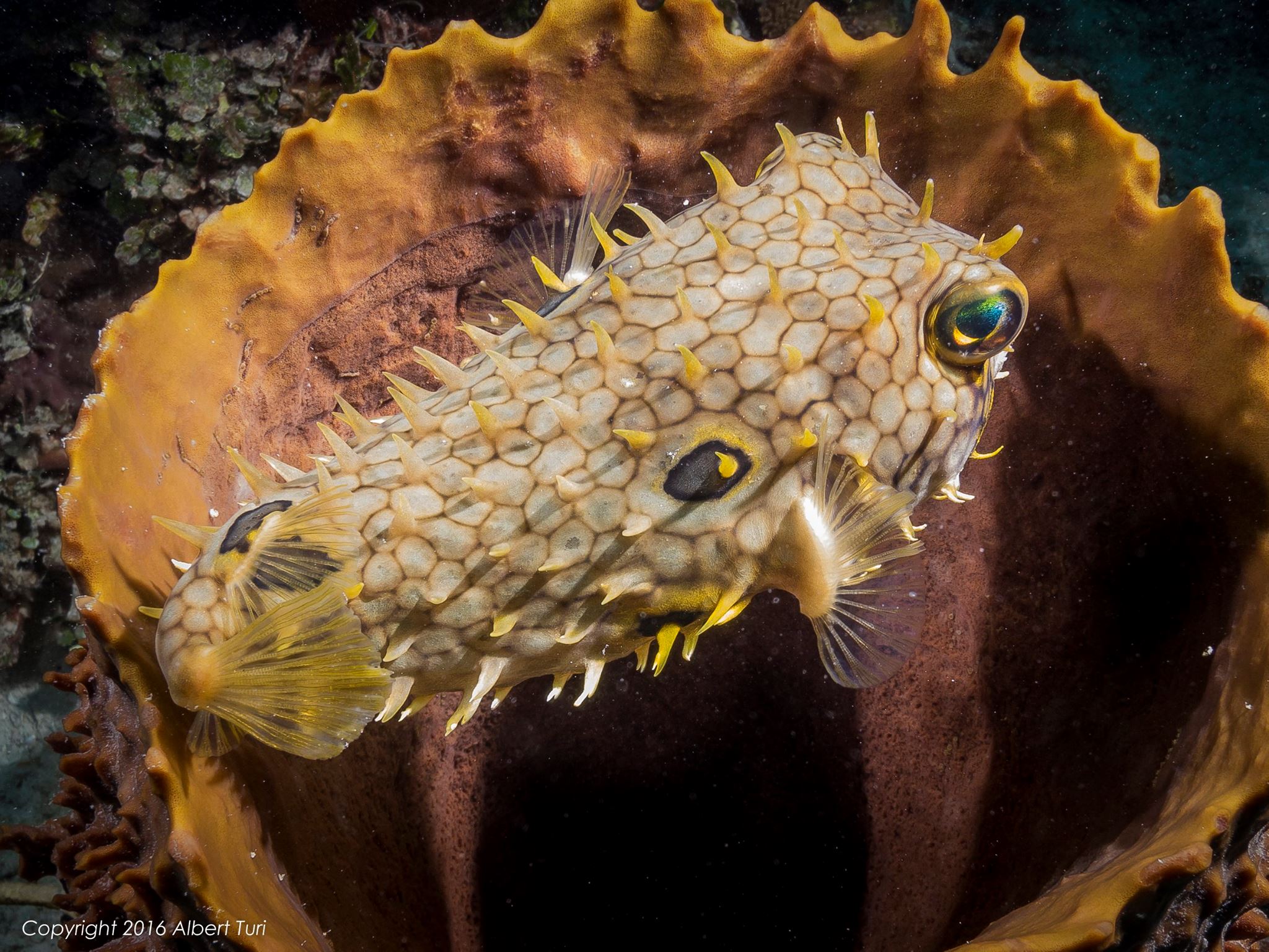 puffer fish and coral