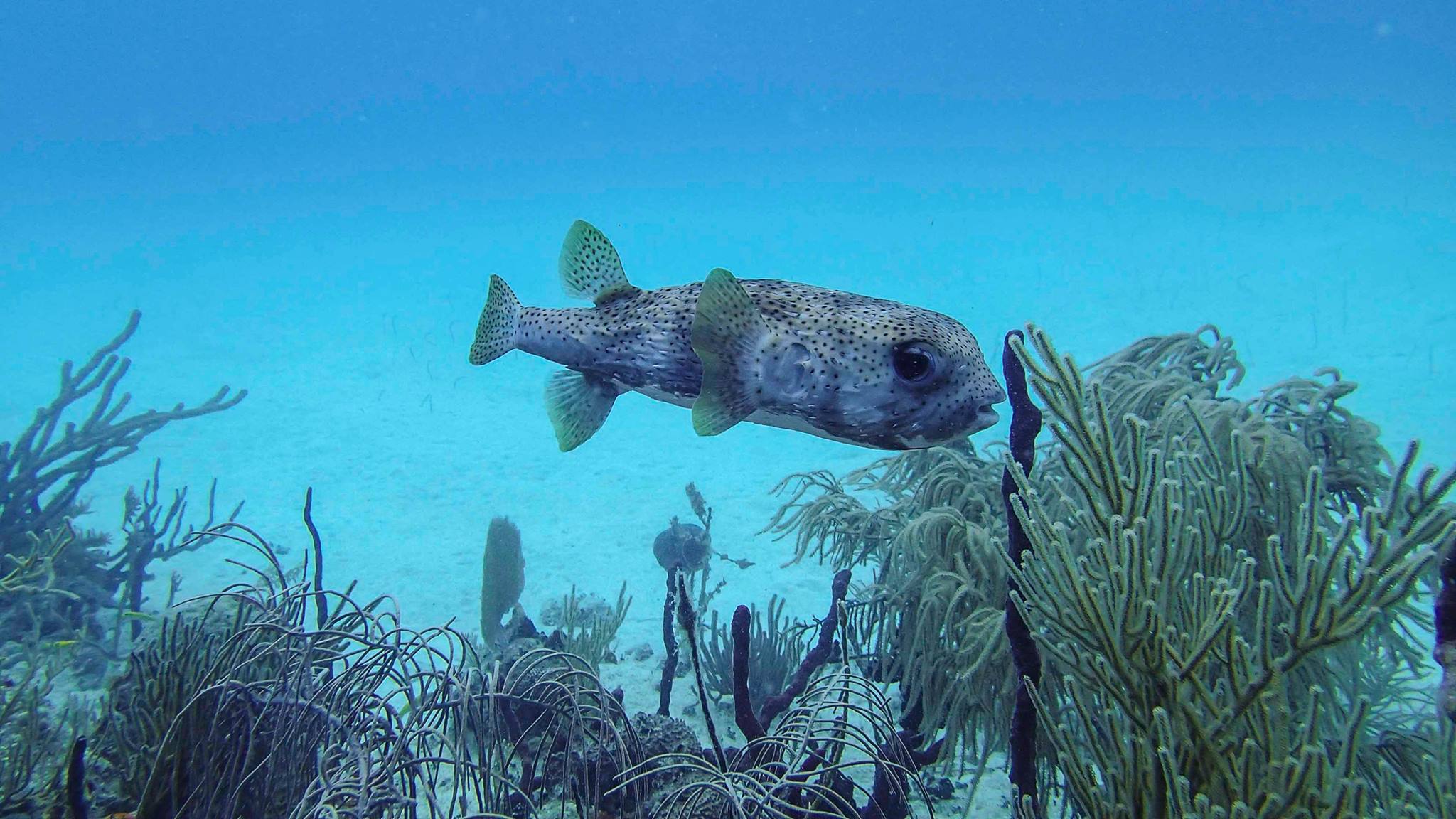 Pufferfish on reef