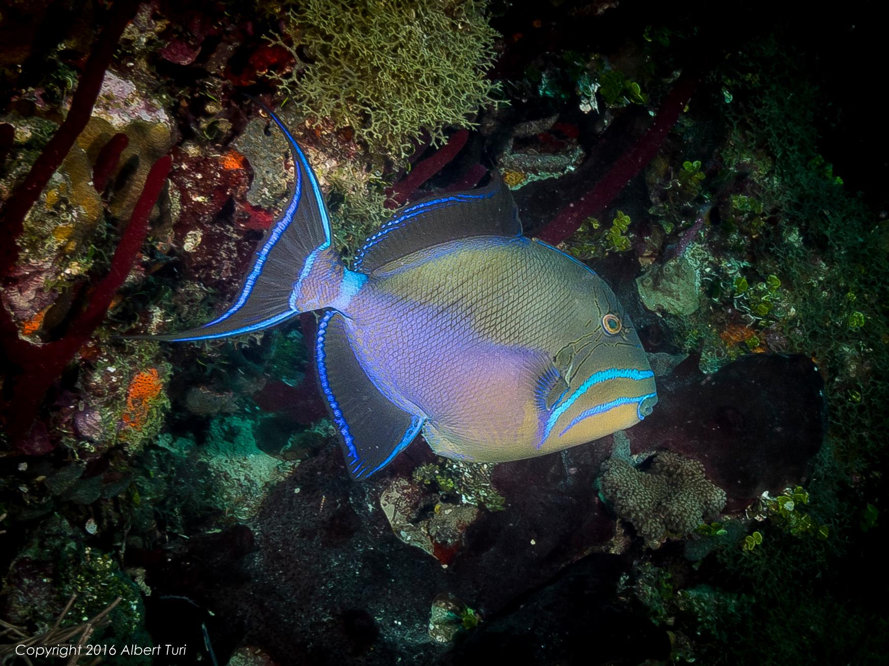 Queen Triggerfish on reef