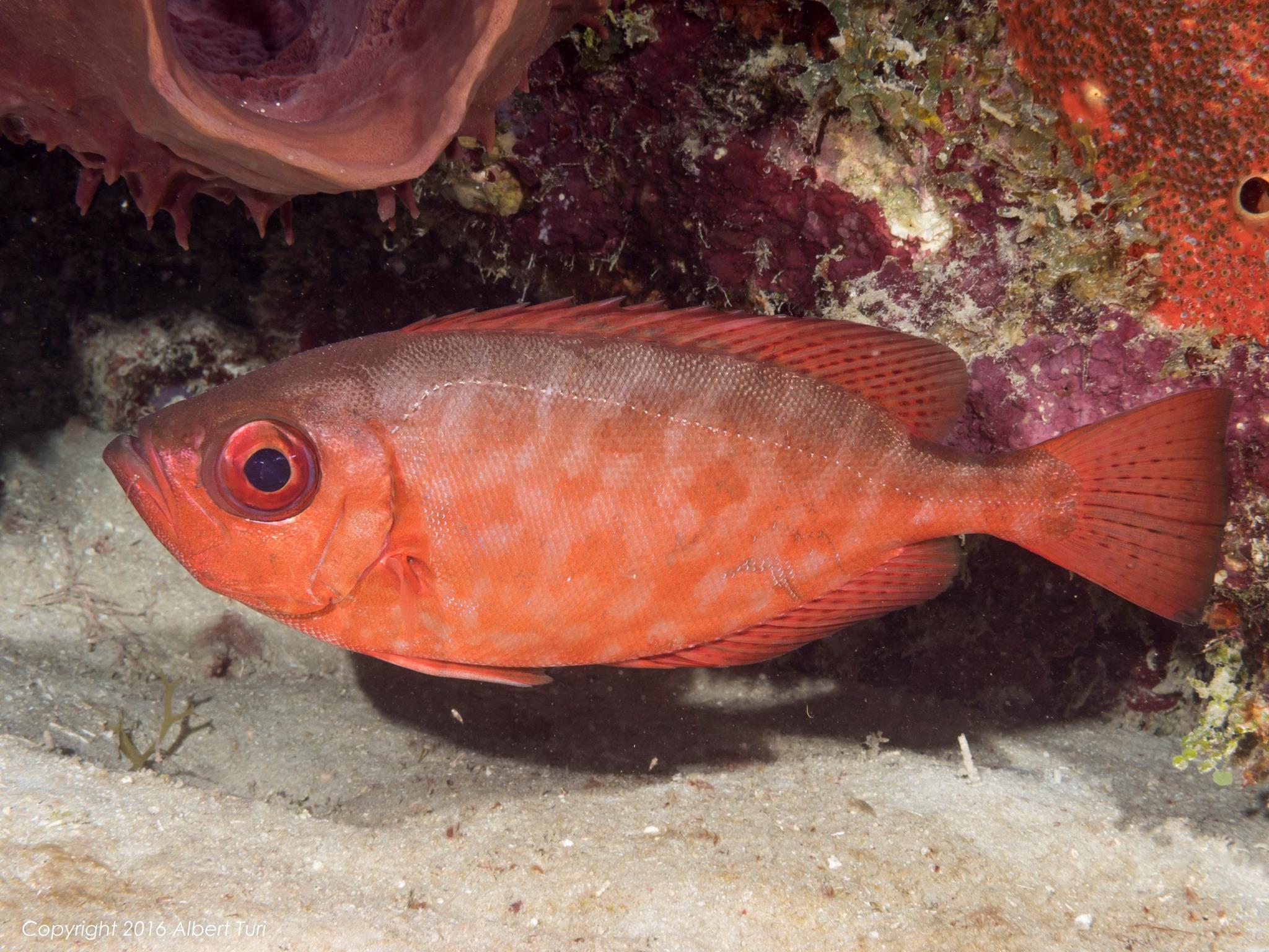 red fish underwater