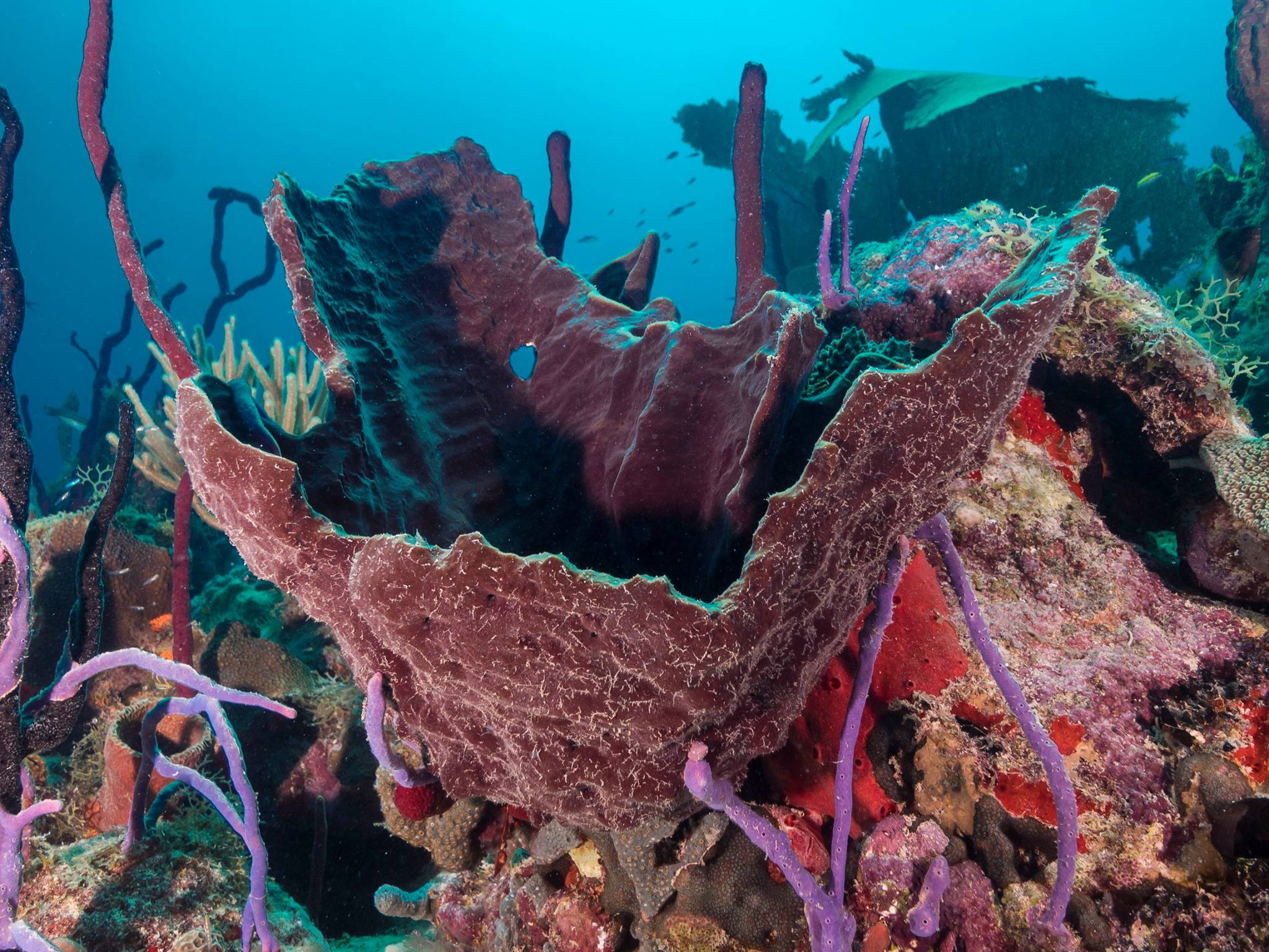 sponges and corals on reef