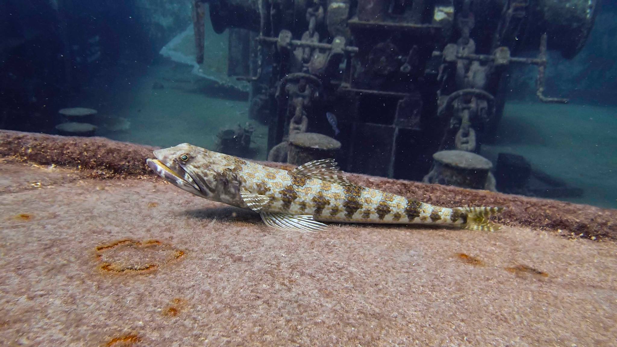 Sand Diver on wreck