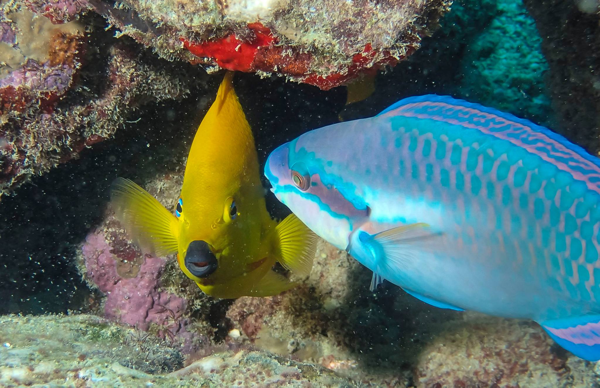 Parrot fish and Rock Beauty fish