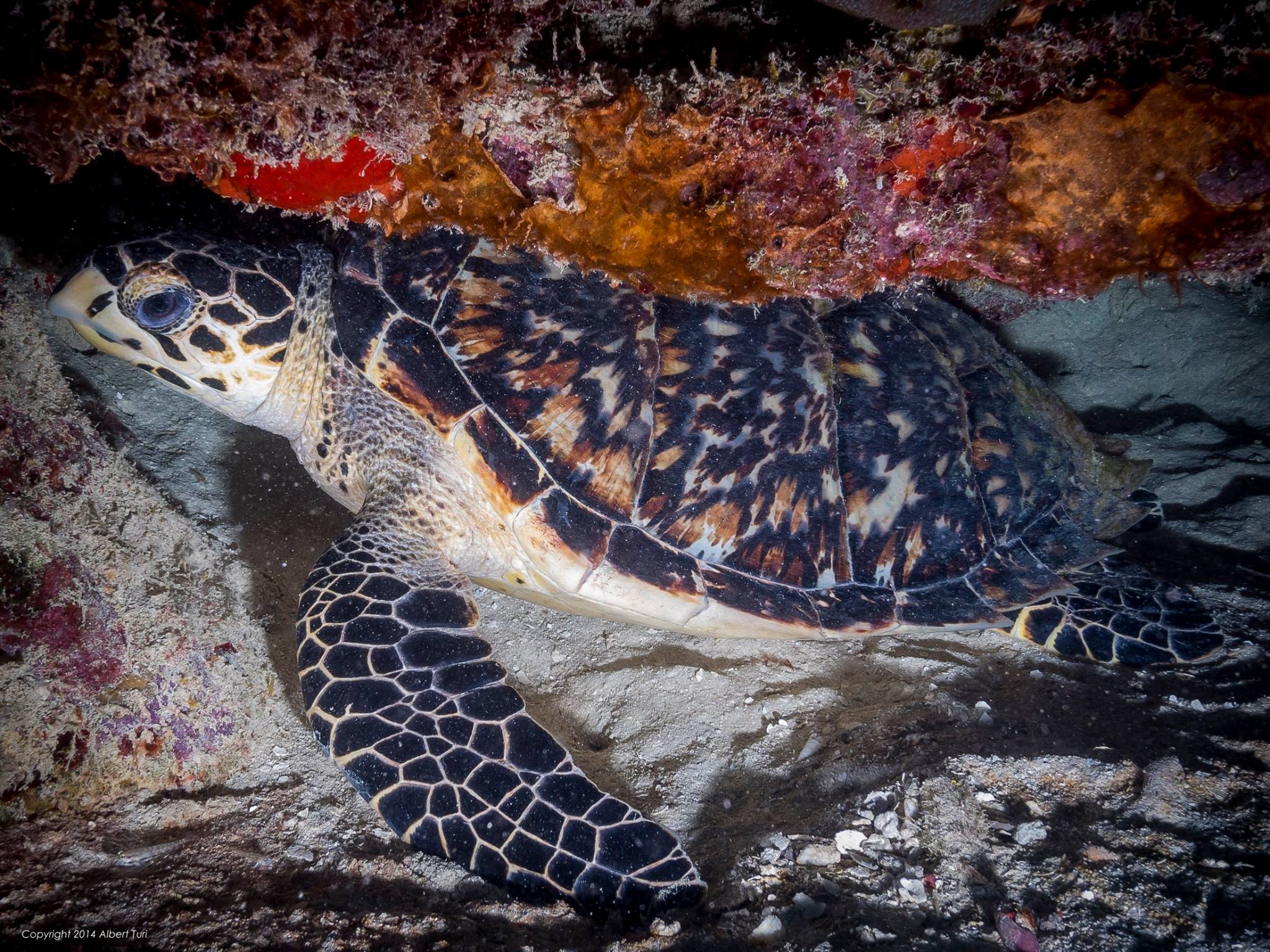 large Sea Turtle underwater