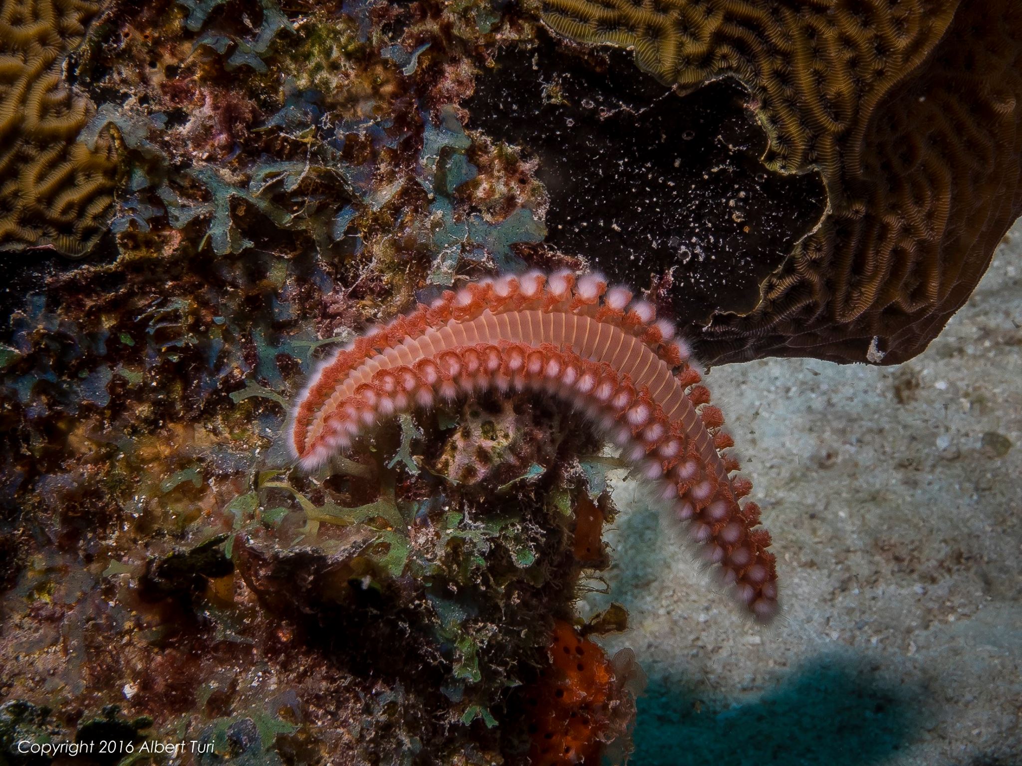 colorful sea worm