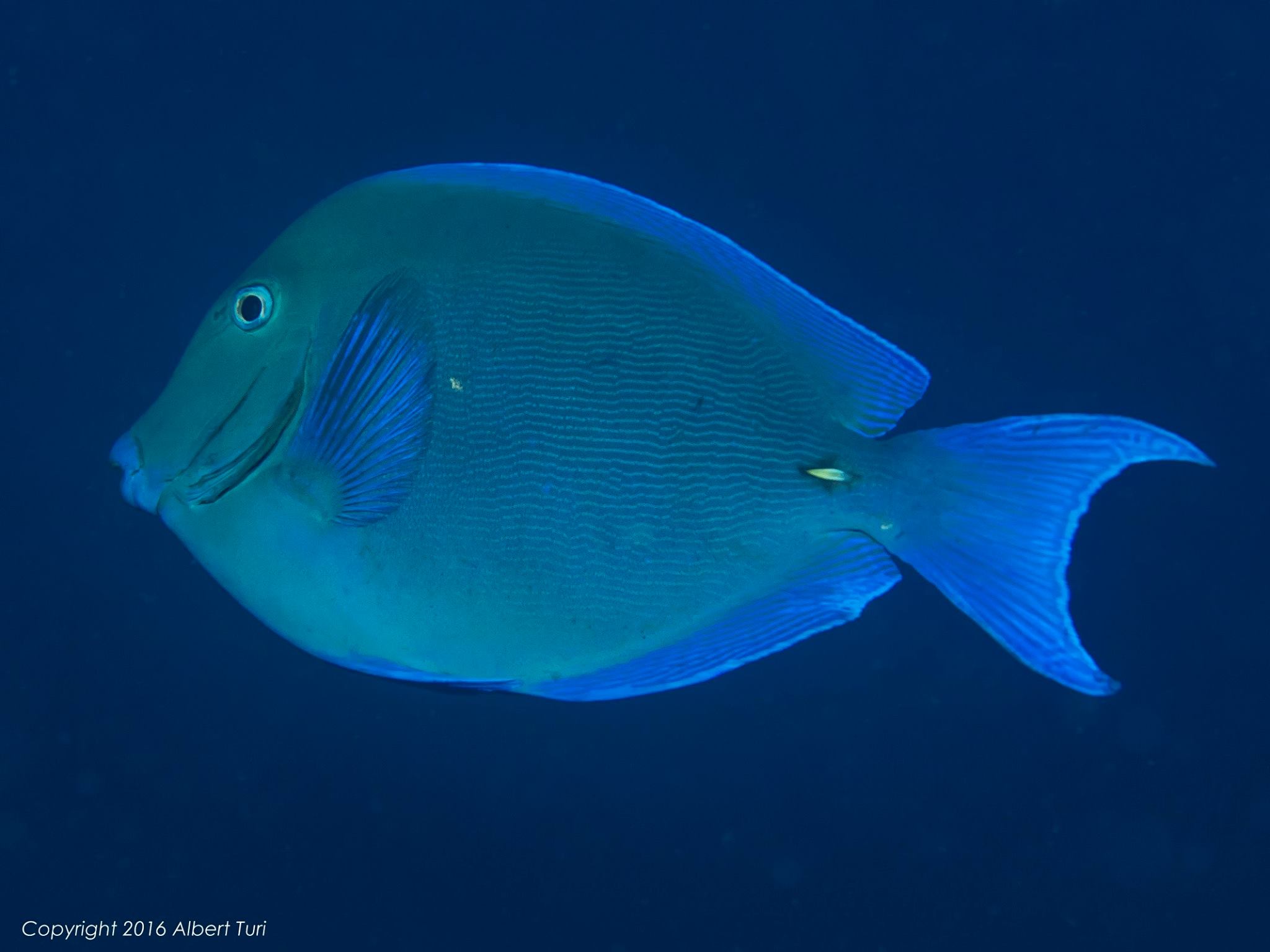 lonely Blue Tang