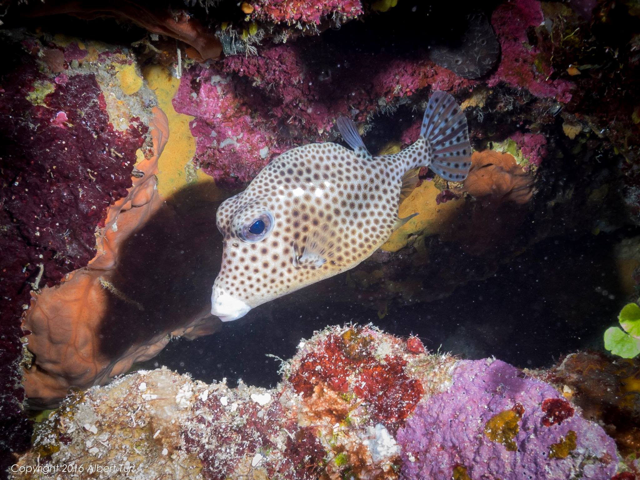 Smooth Trunkfish on St. George Wreck