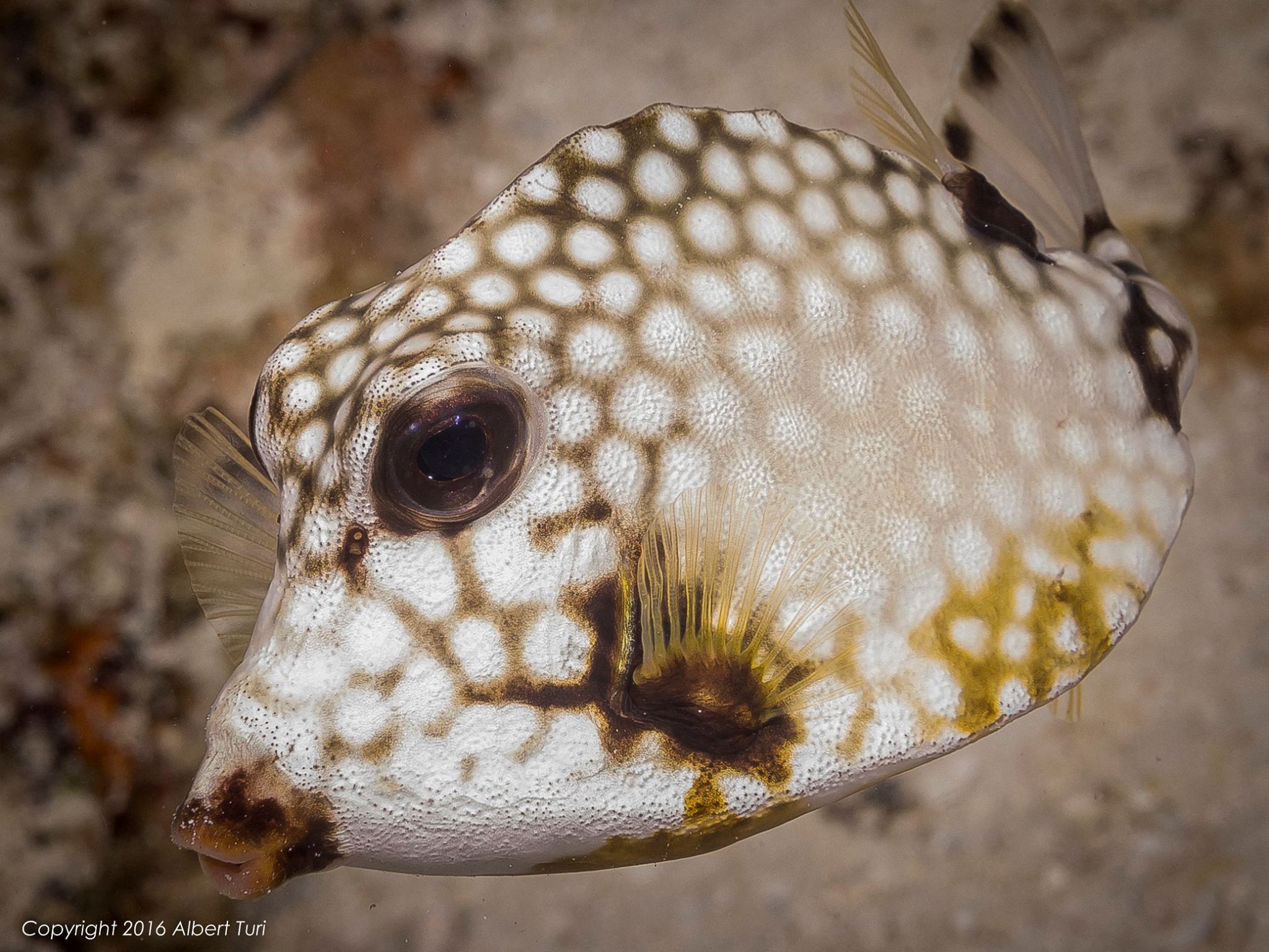 beautiful Spotted Trunkfish