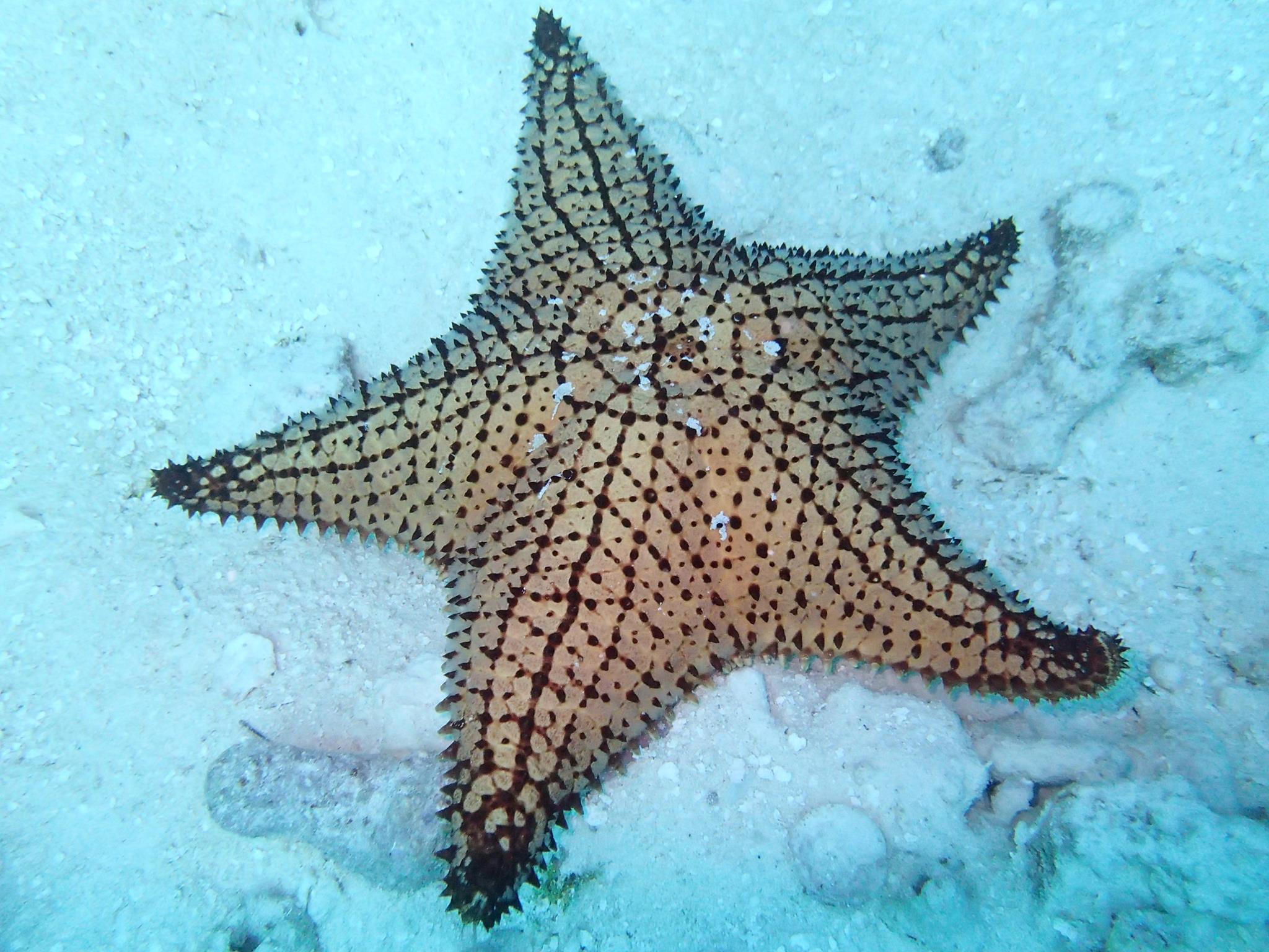 Giant Red Cushion Starfish