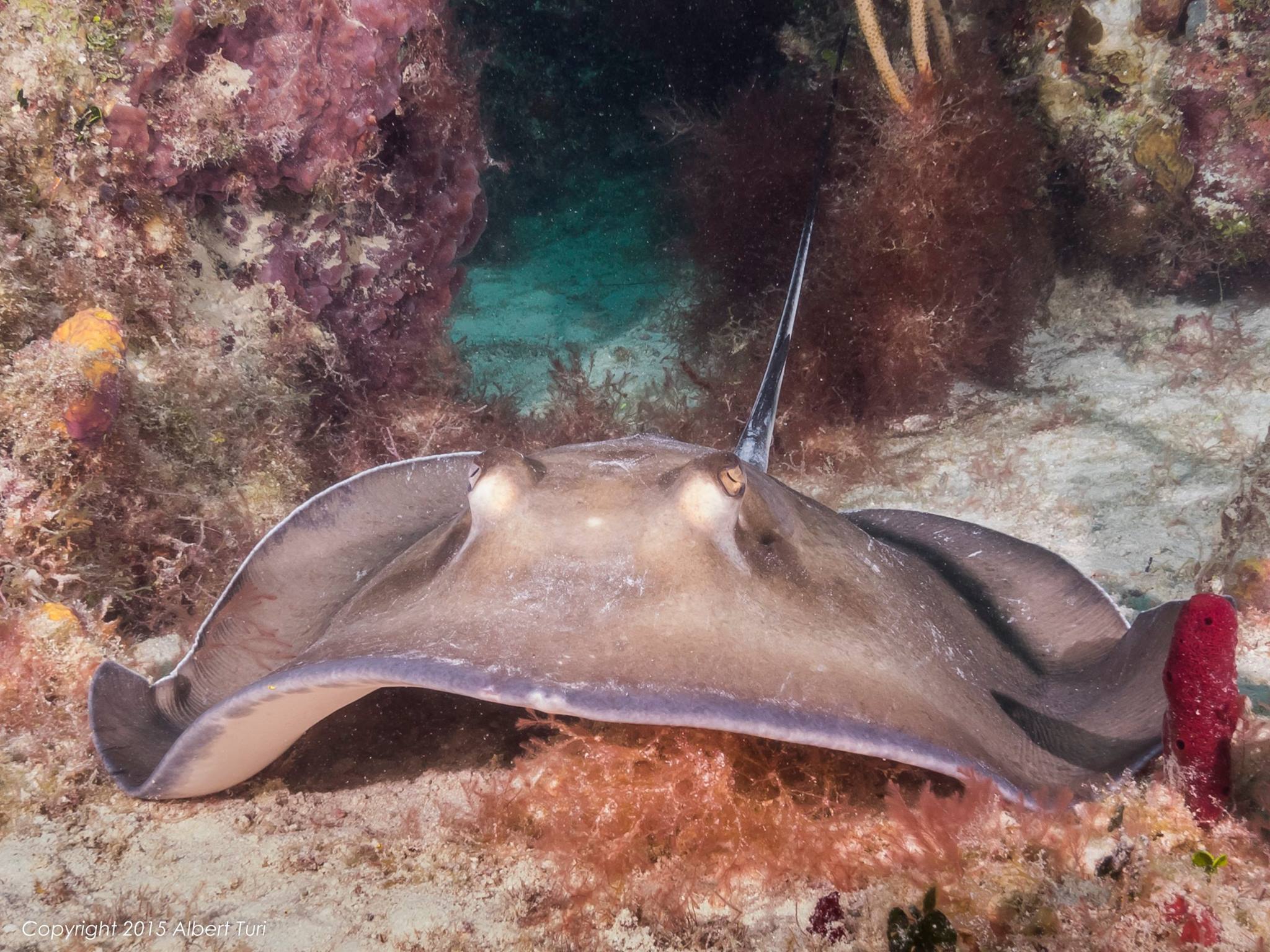 stingray swimming