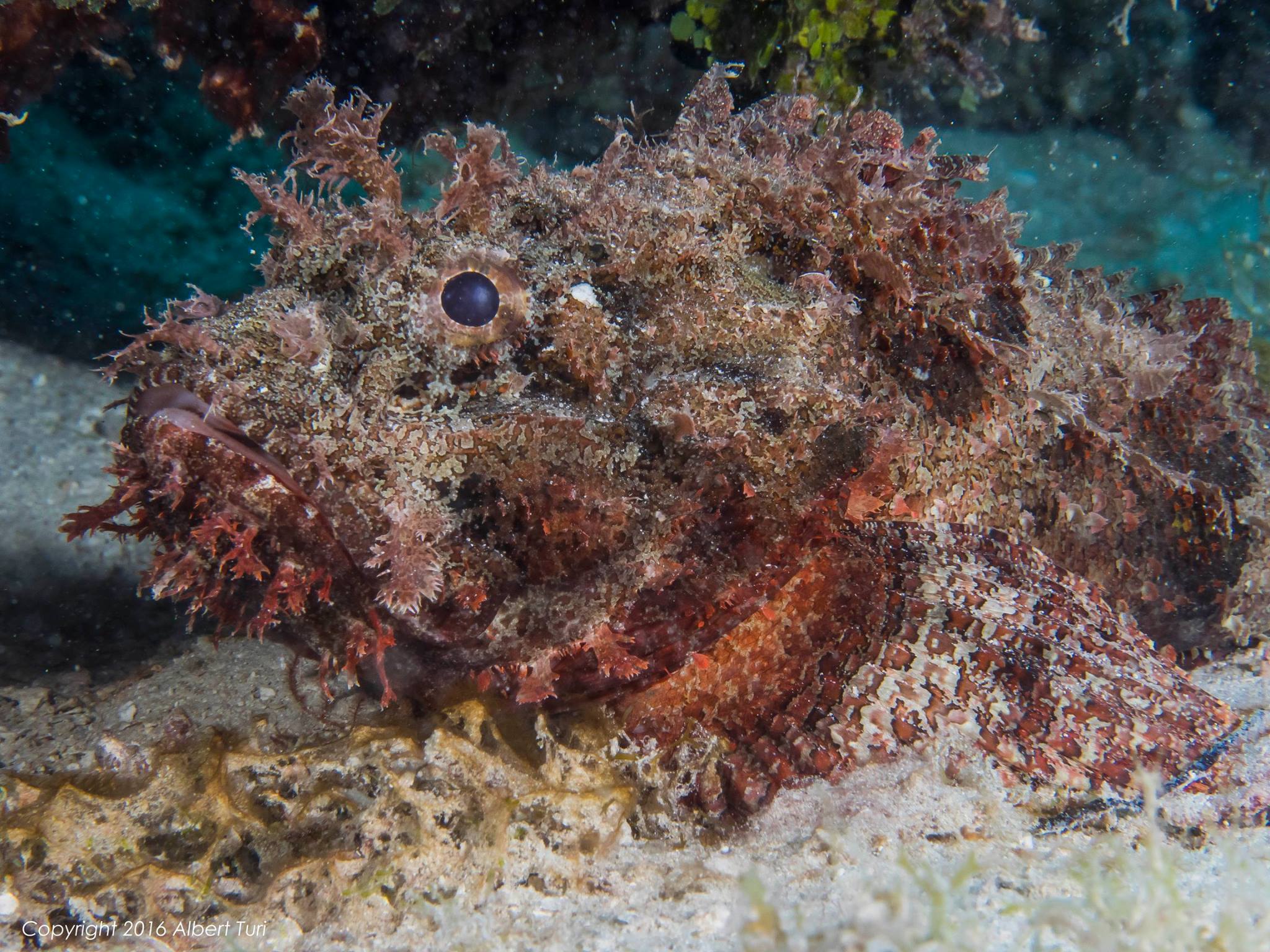 stone fish on sea bed