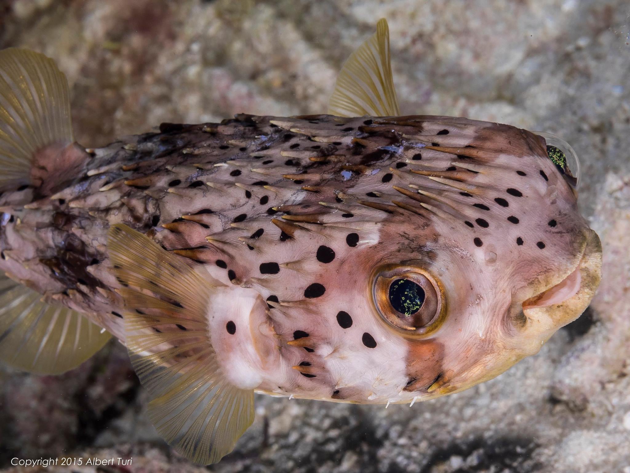 Striped Burrfish closeup