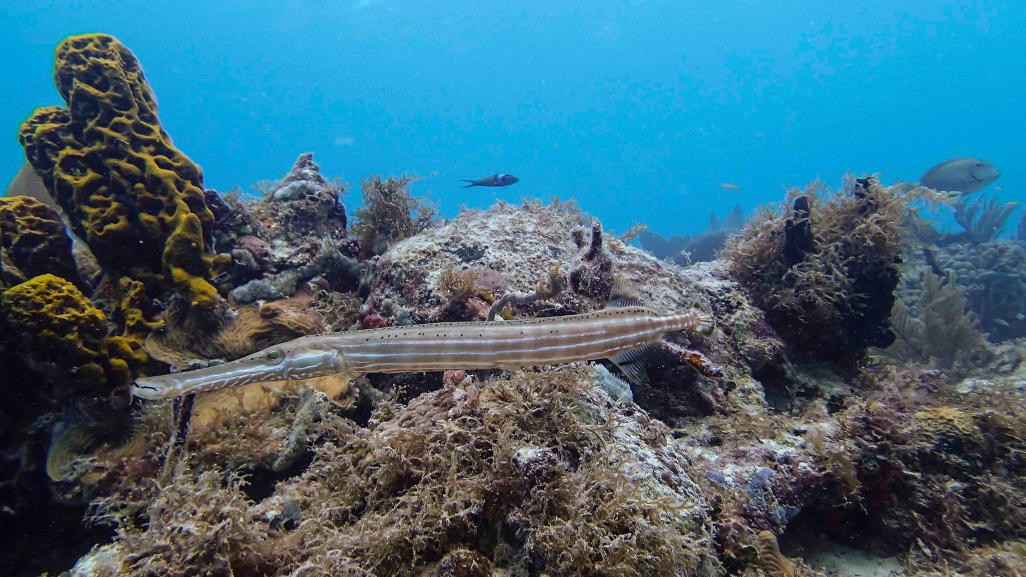 Trumpet fish on reef